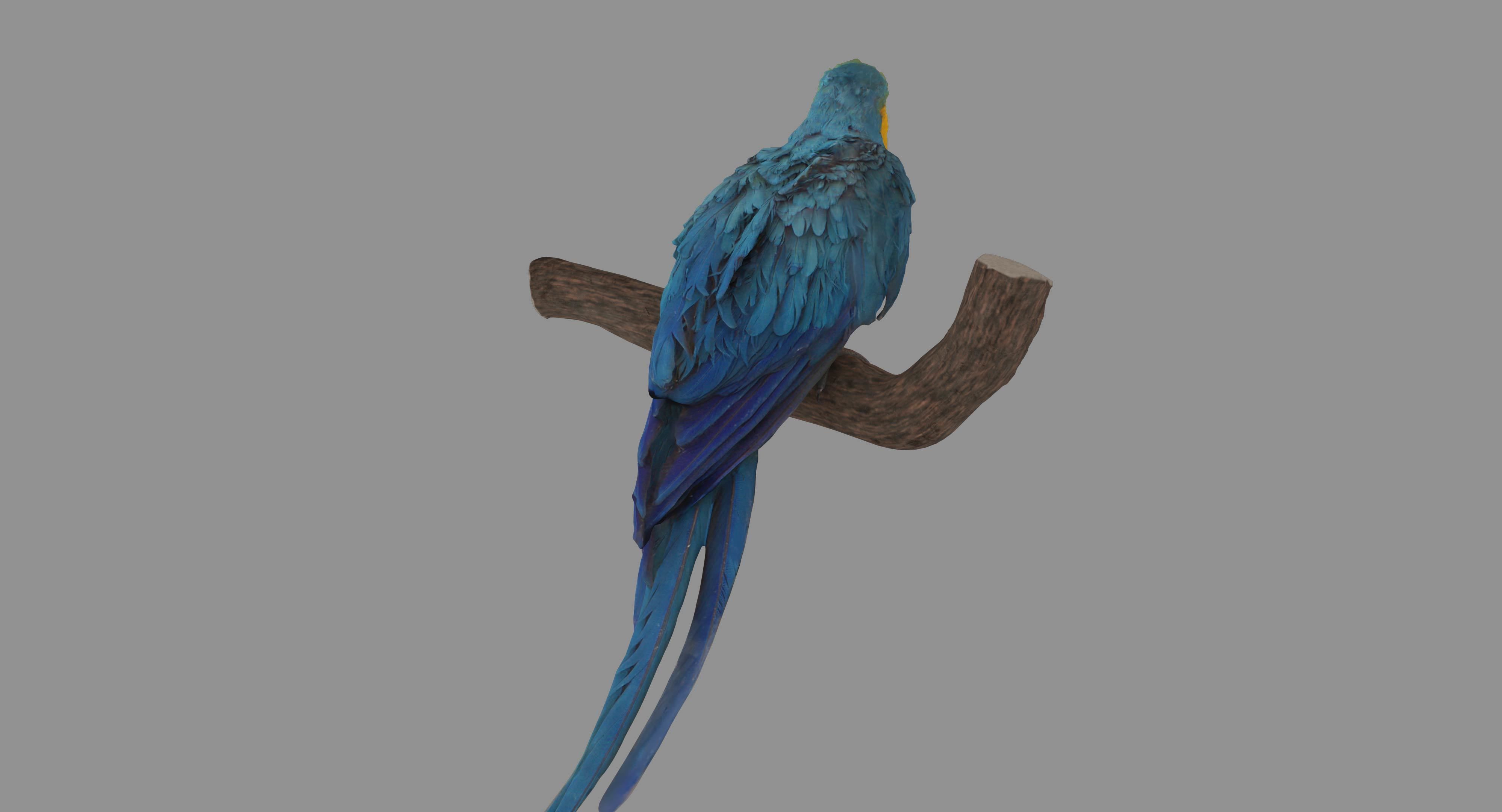 Ara Macaw Low-poly 3D model_100