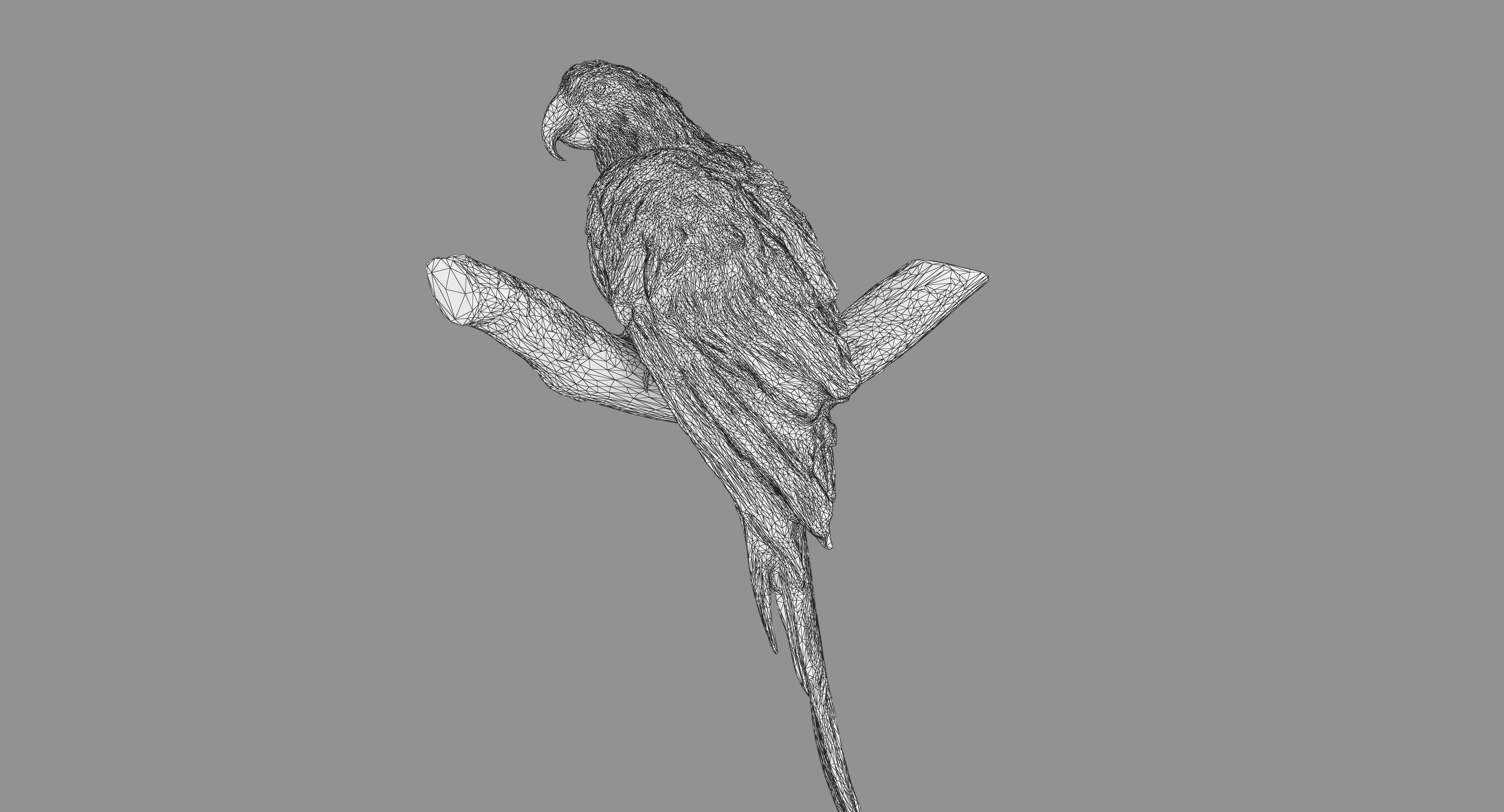 Ara Macaw Low-poly 3D model_113