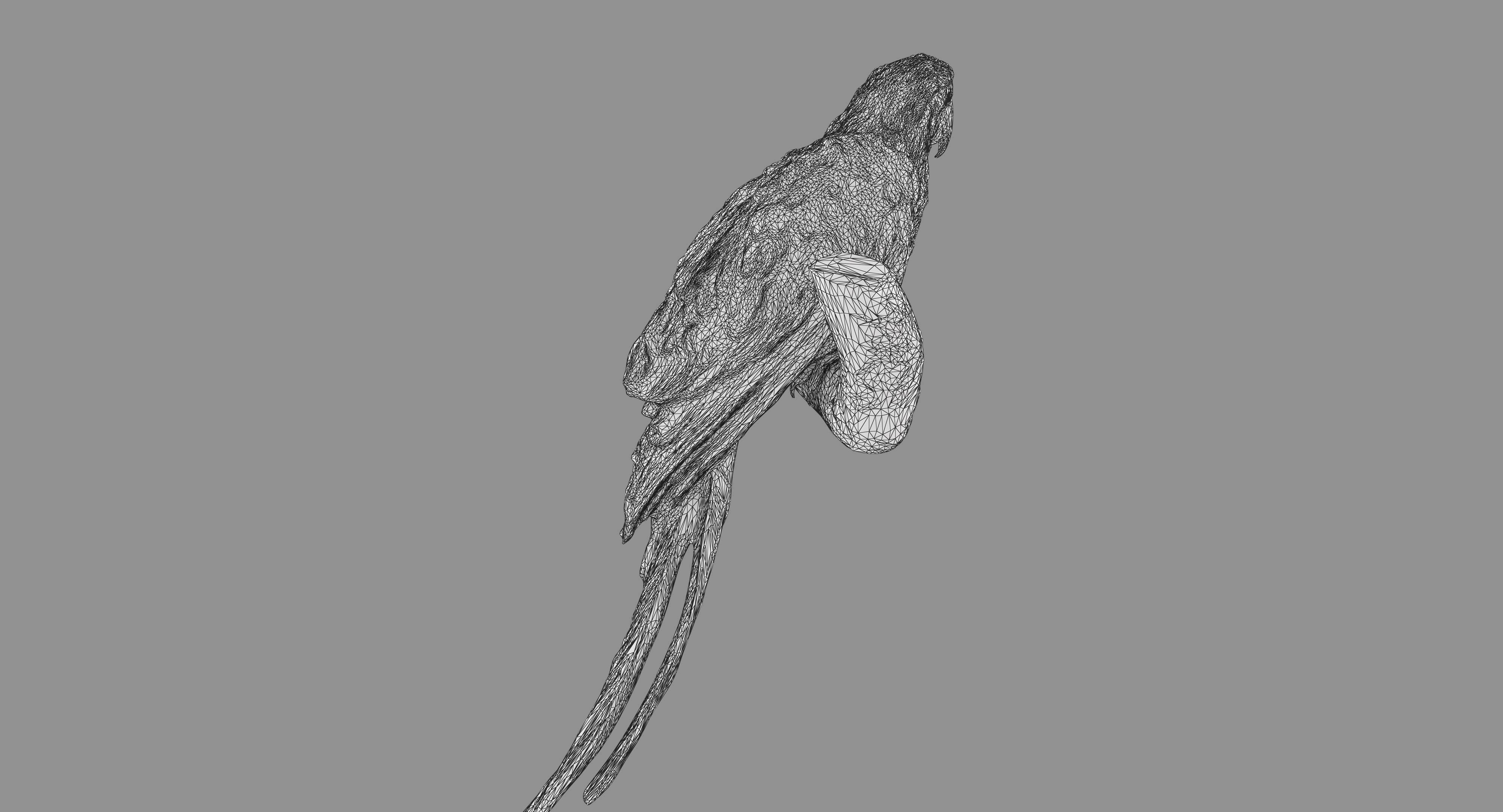 Ara Macaw Low-poly 3D model_97