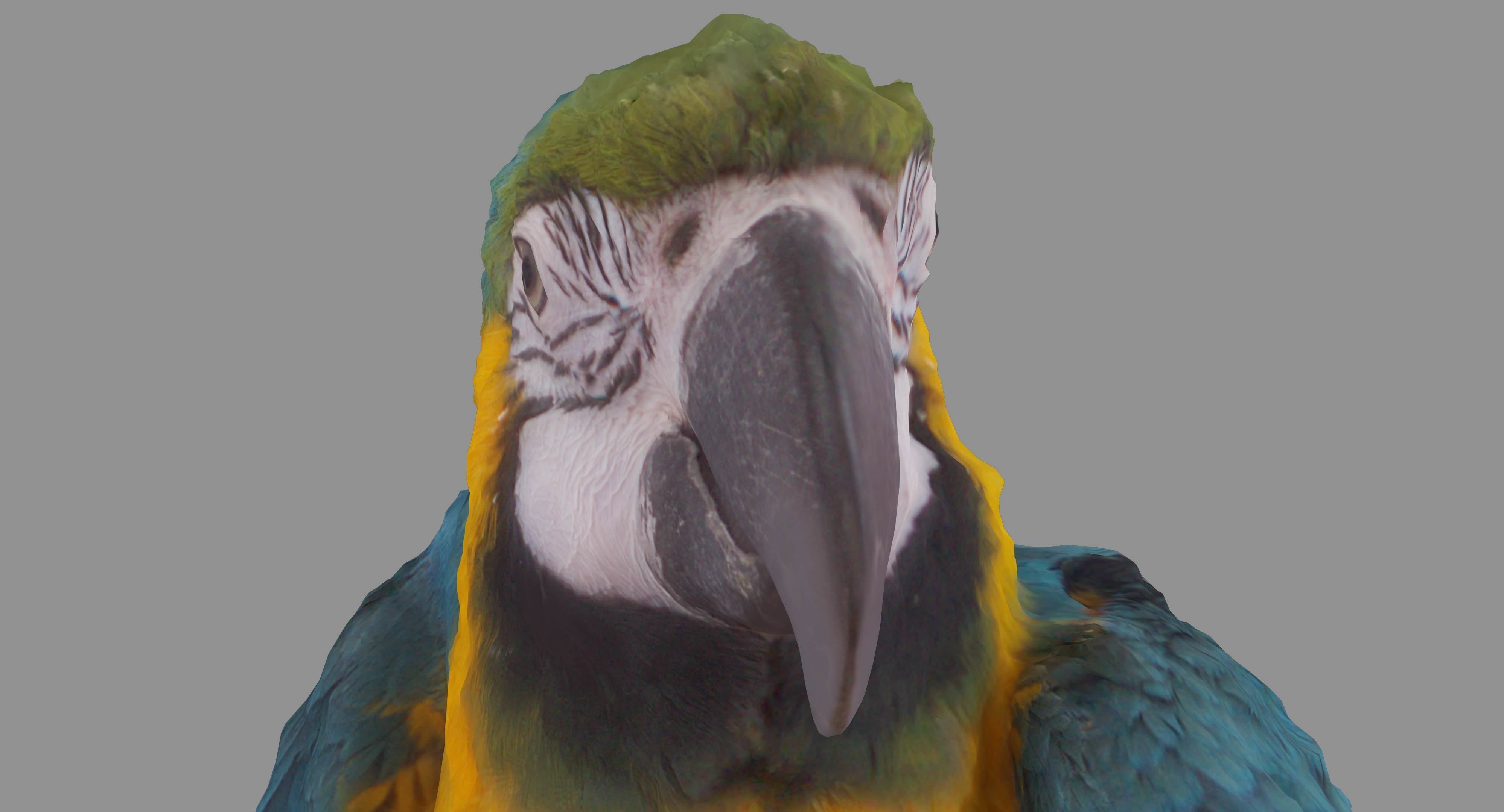Ara Macaw Low-poly 3D model_76