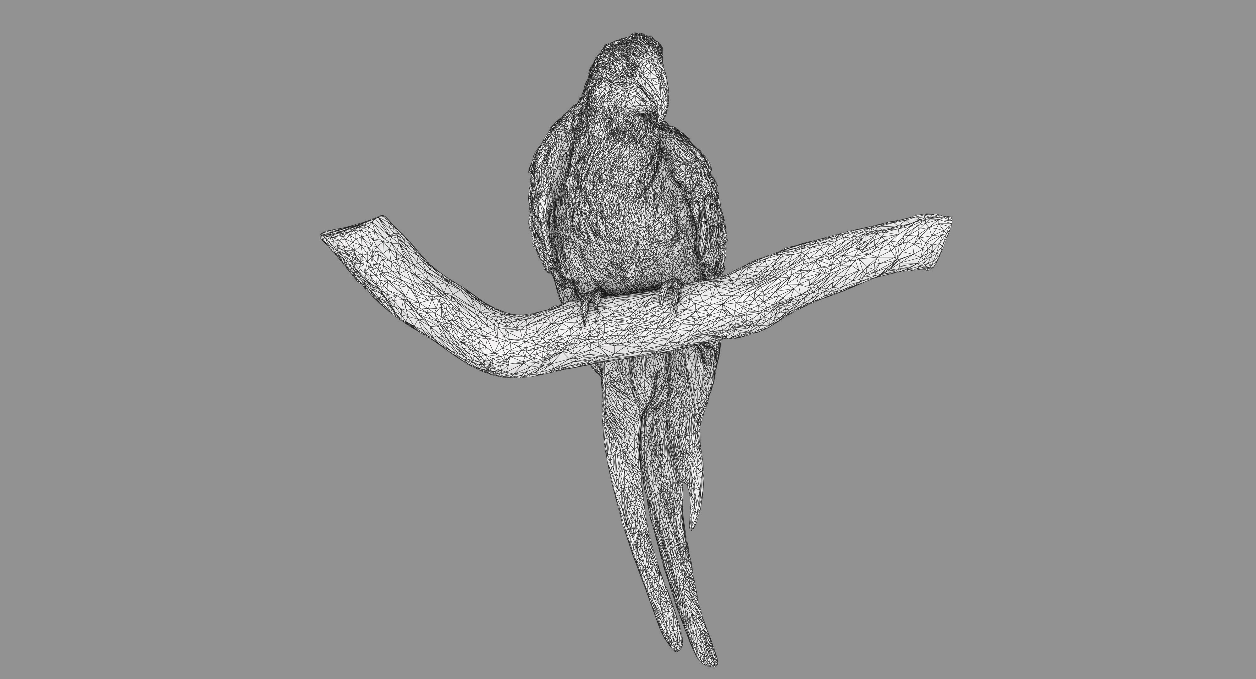 Ara Macaw Low-poly 3D model_129