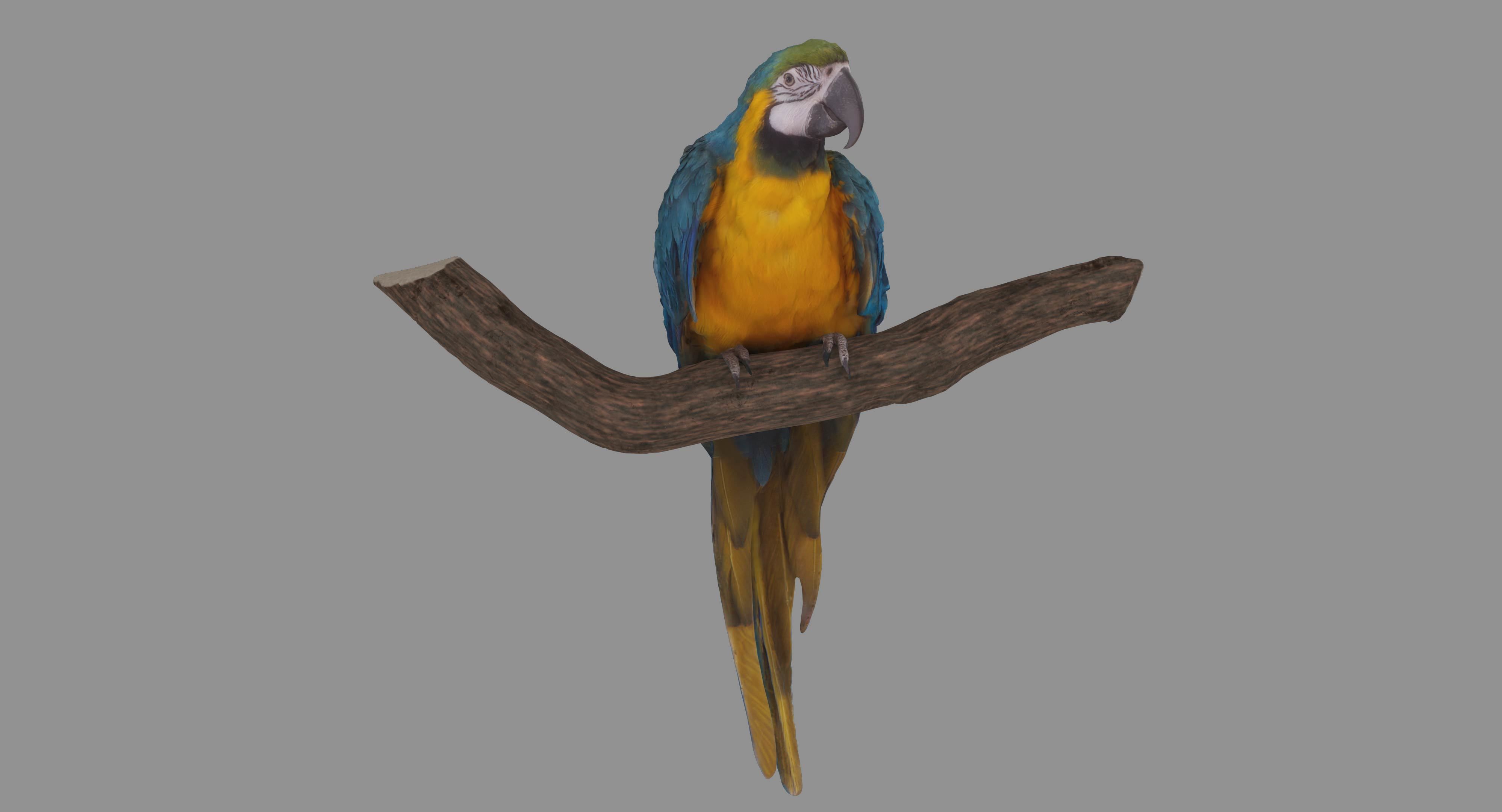 Ara Macaw Low-poly 3D model_130