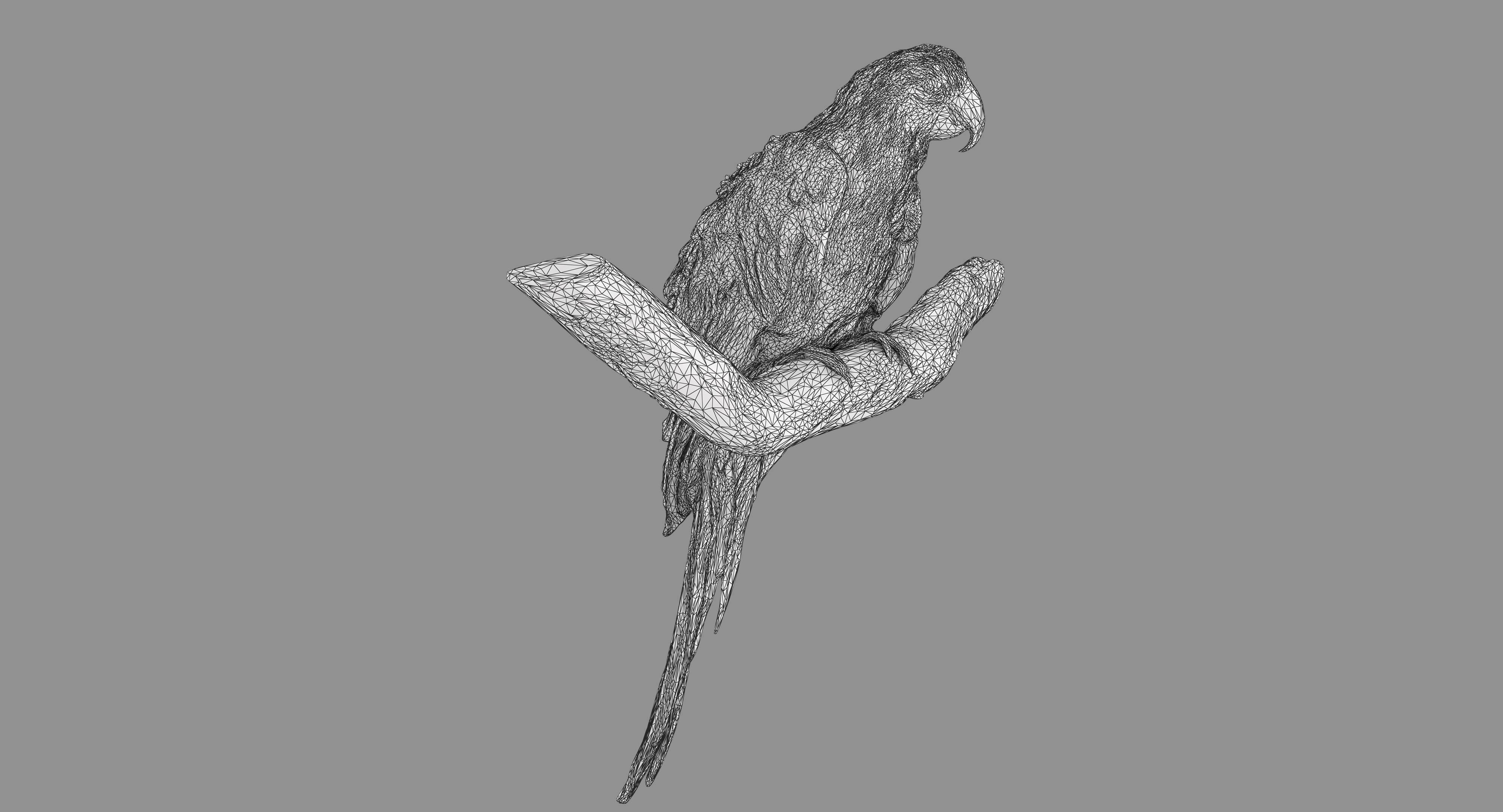 Ara Macaw Low-poly 3D model_91