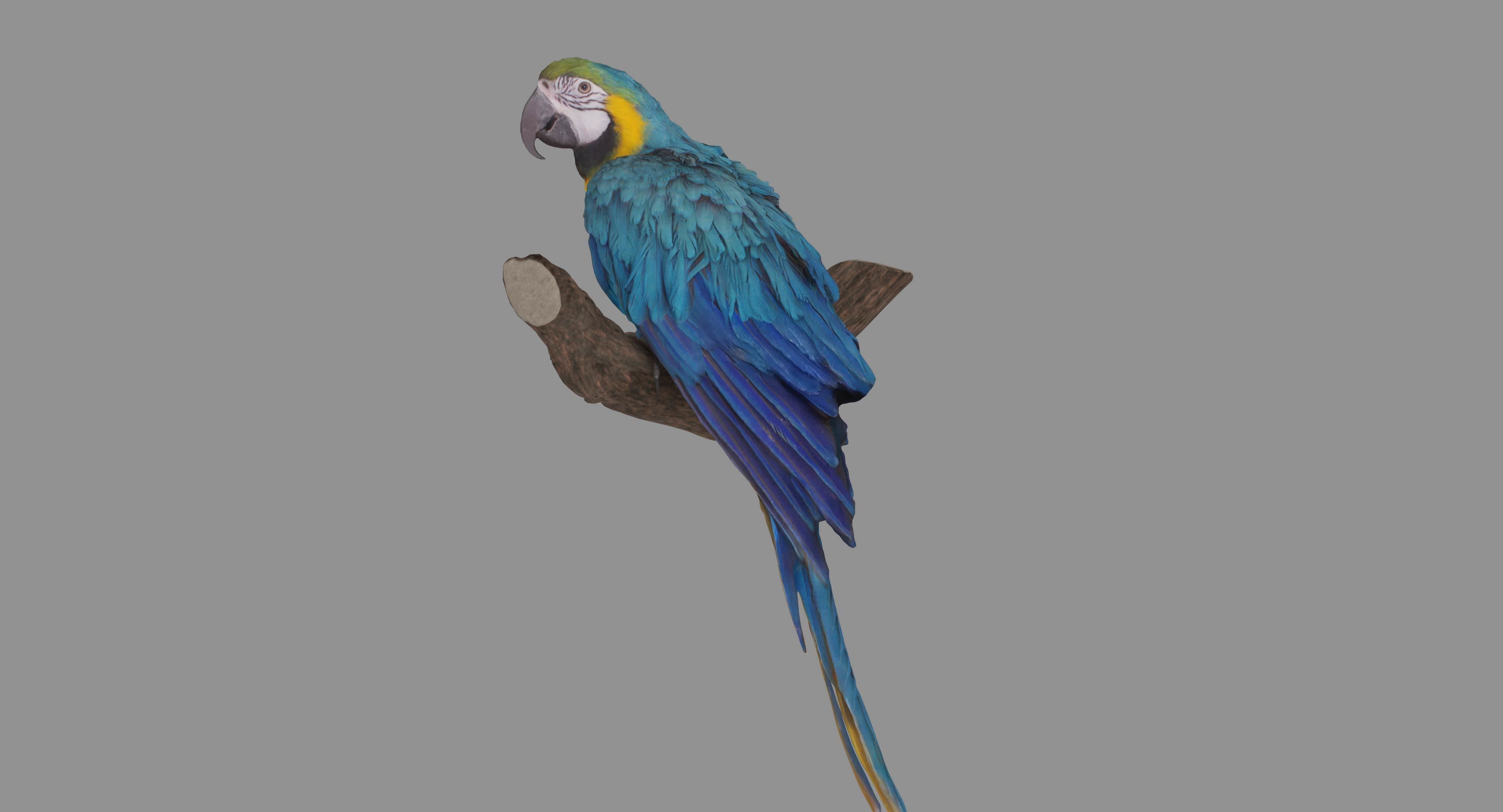 Ara Macaw Low-poly 3D model_114