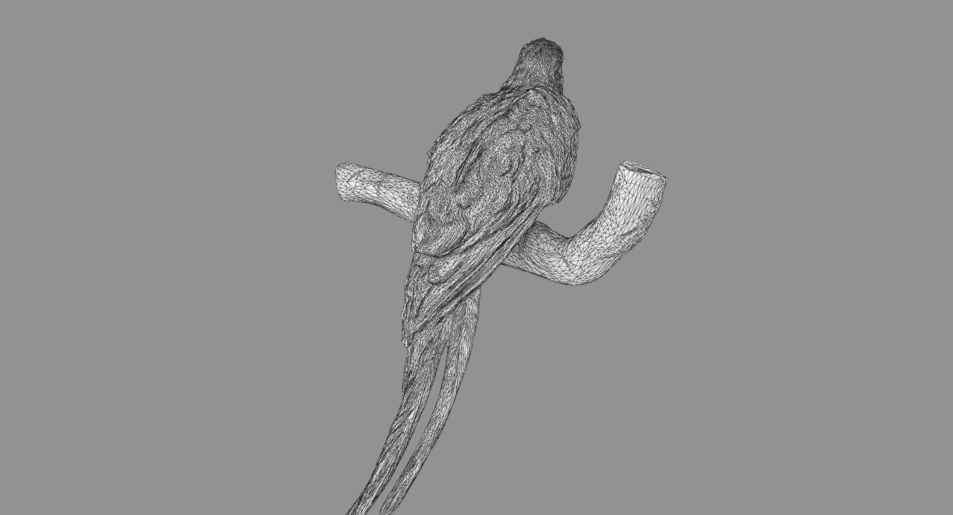 Ara Macaw Low-poly 3D model_101
