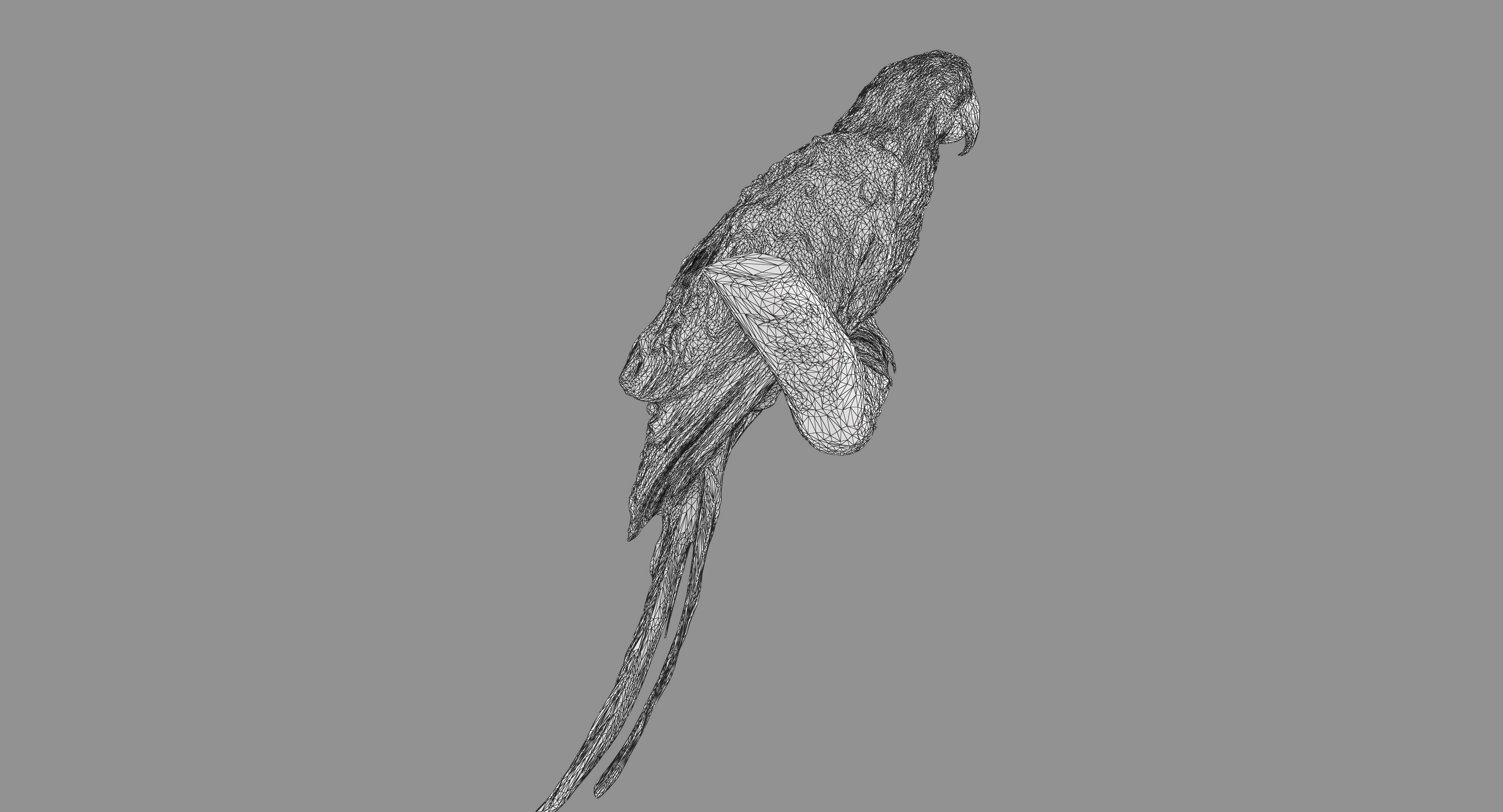 Ara Macaw Low-poly 3D model_95