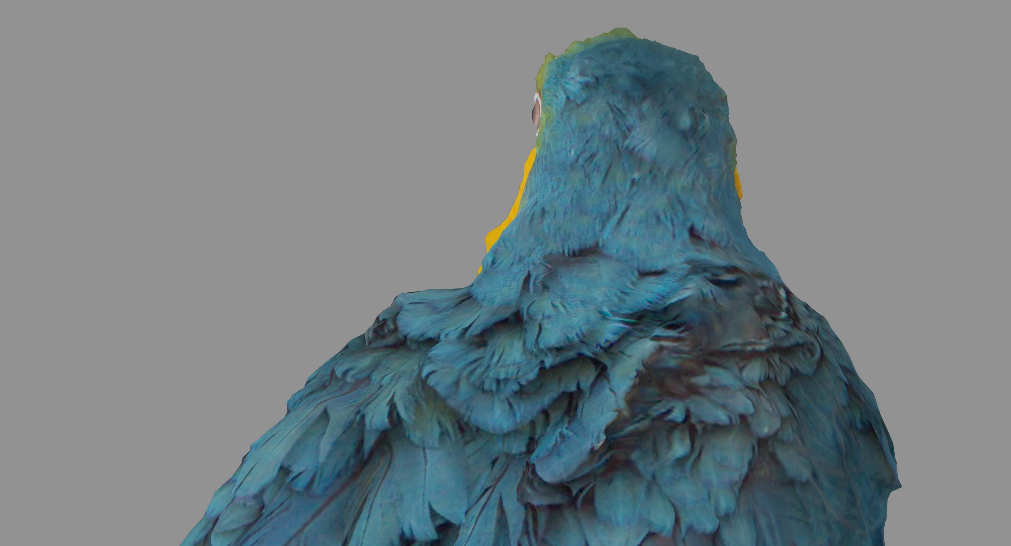 Ara Macaw Low-poly 3D model_36