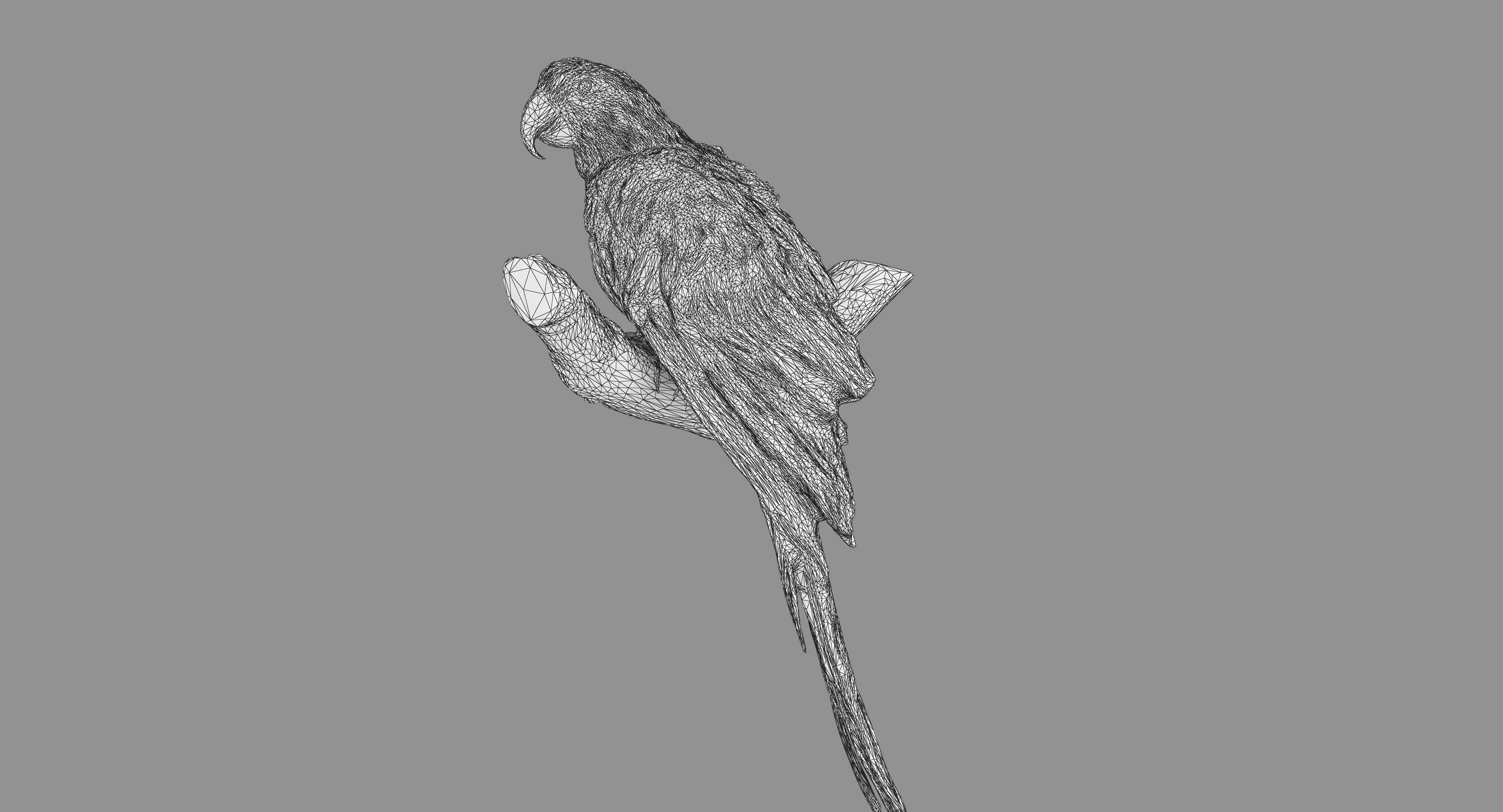 Ara Macaw Low-poly 3D model_115