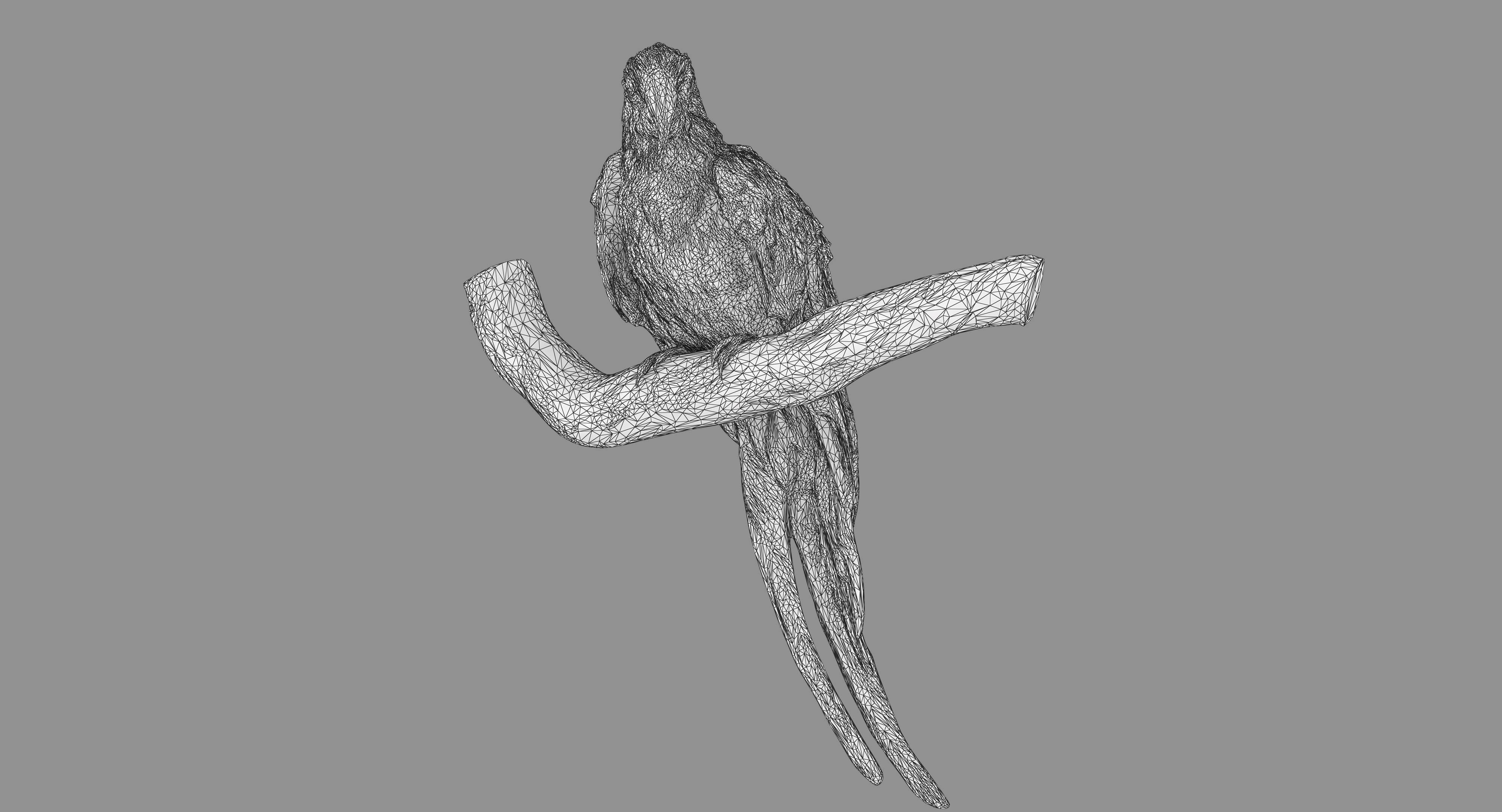 Ara Macaw Low-poly 3D model_125