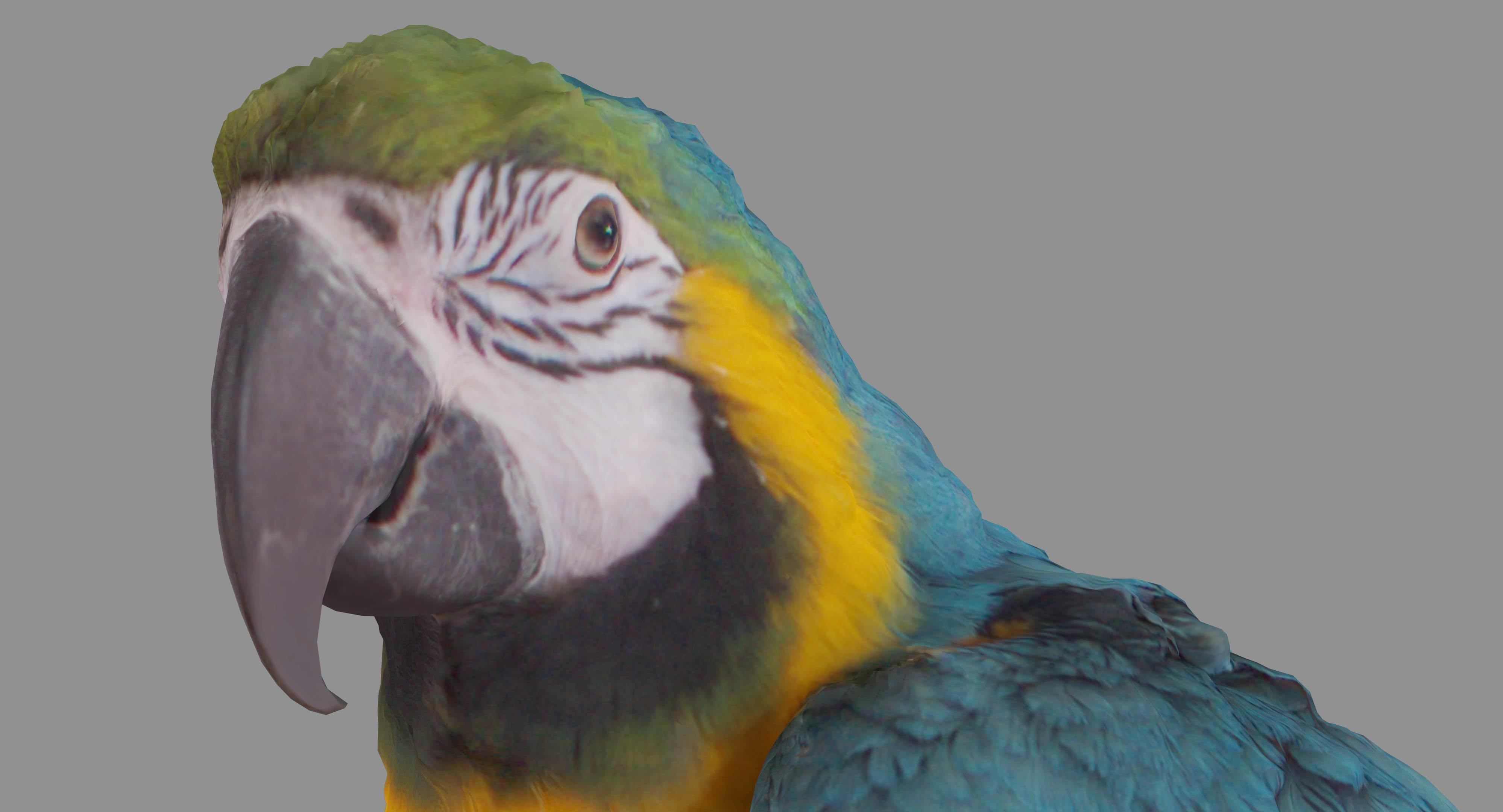 Ara Macaw Low-poly 3D model_66