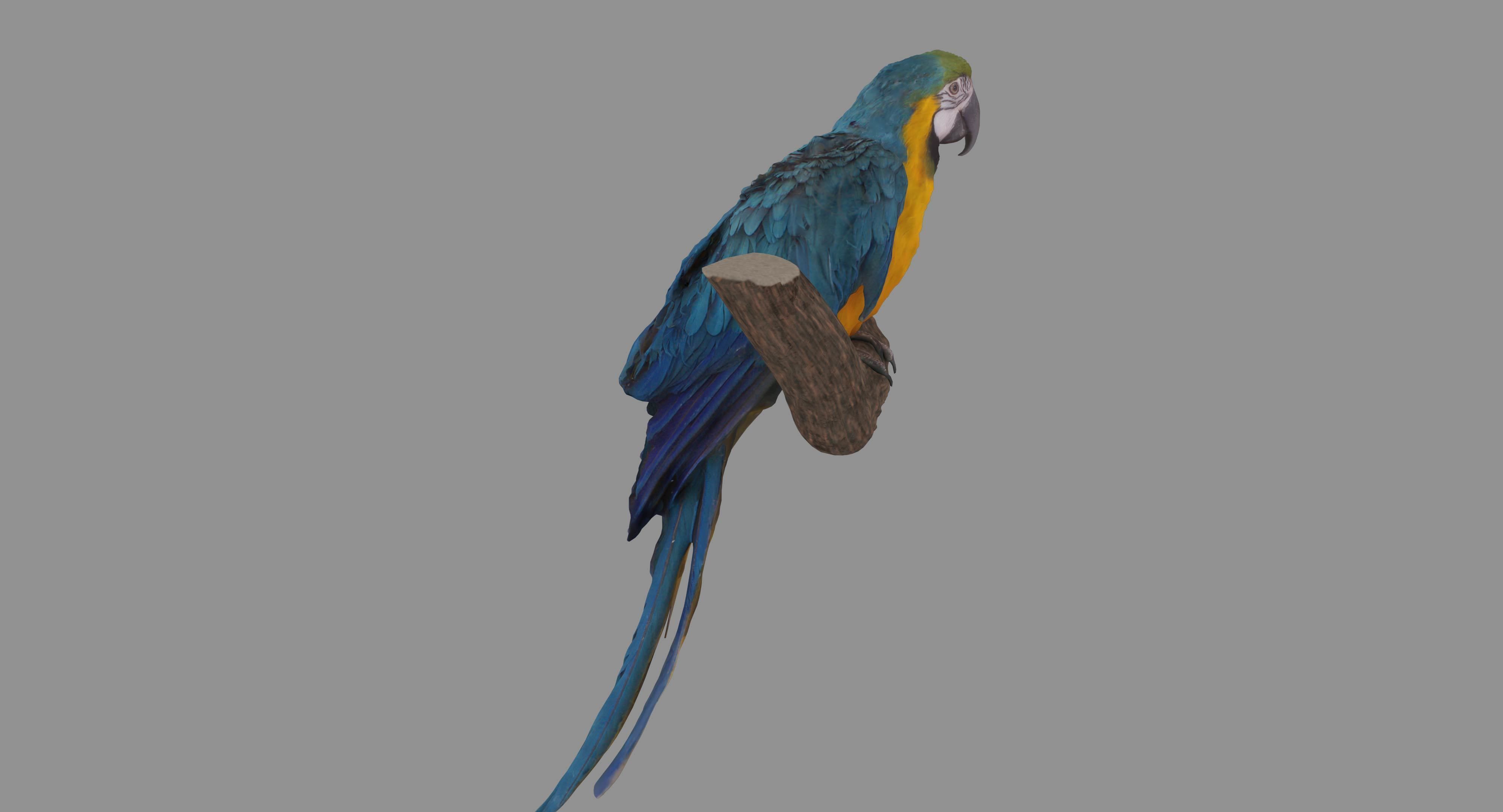 Ara Macaw Low-poly 3D model_94