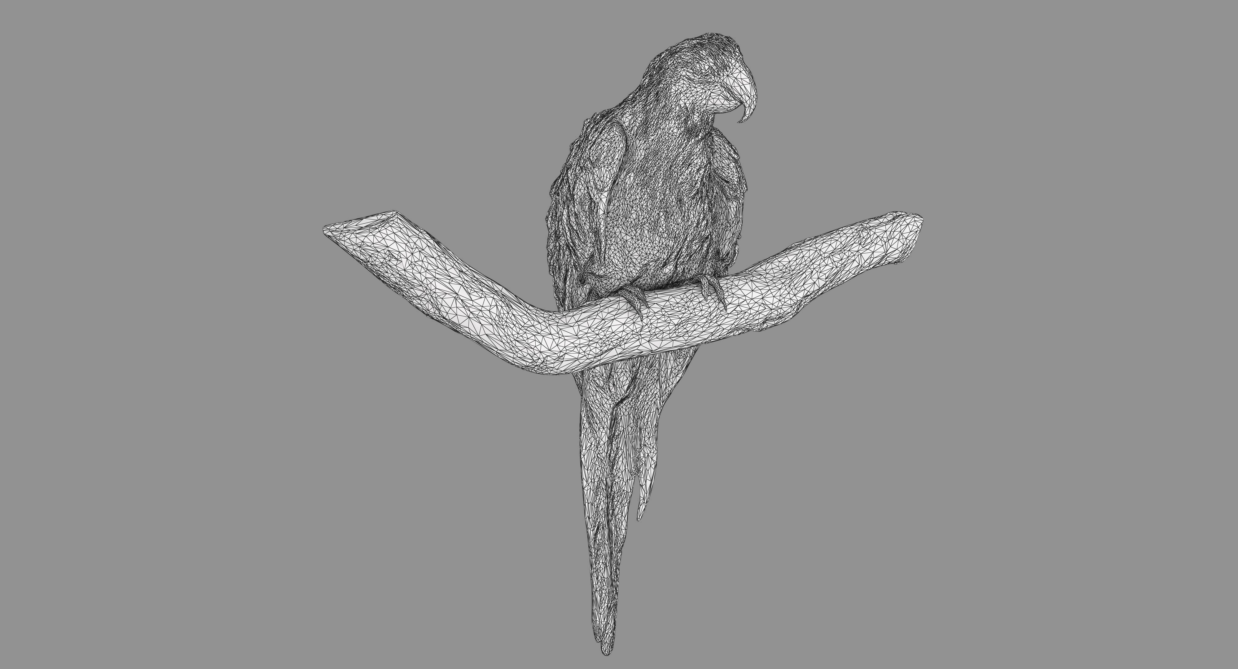 Ara Macaw Low-poly 3D model_87