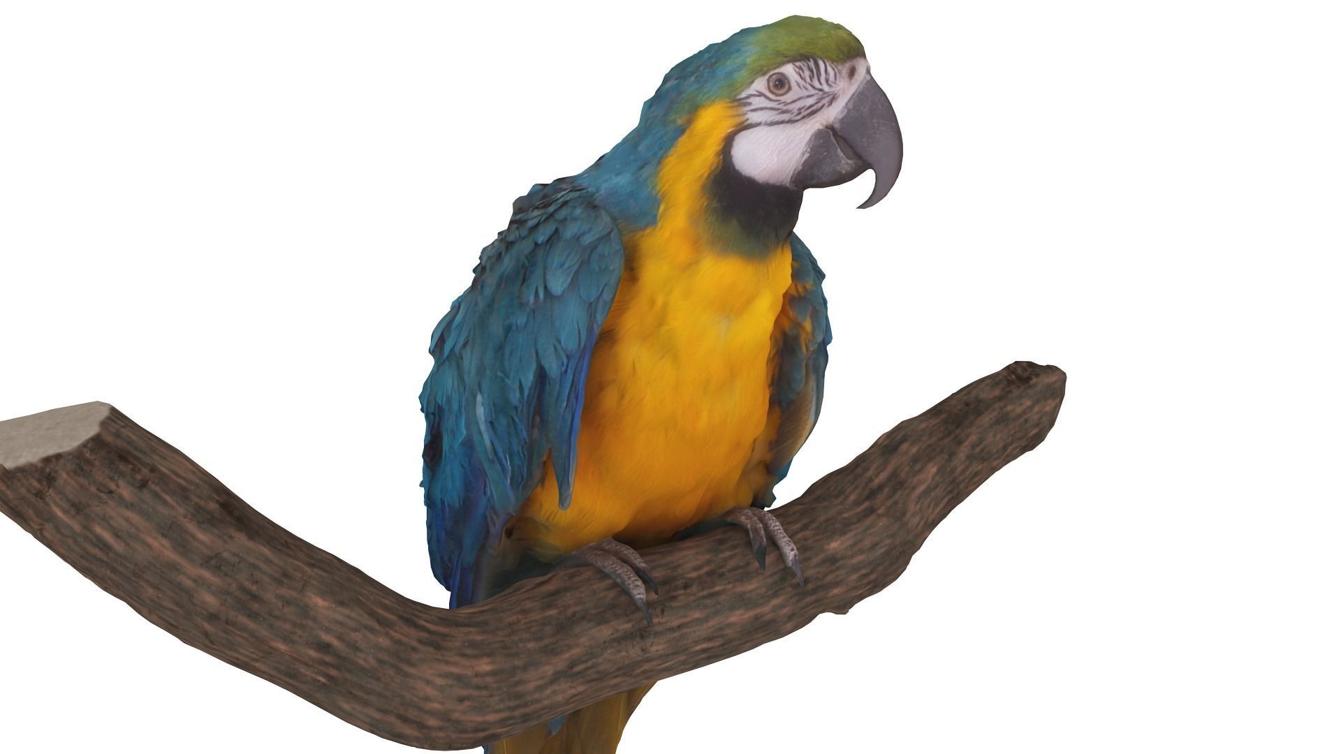 Ara Macaw Low-poly 3D model_134