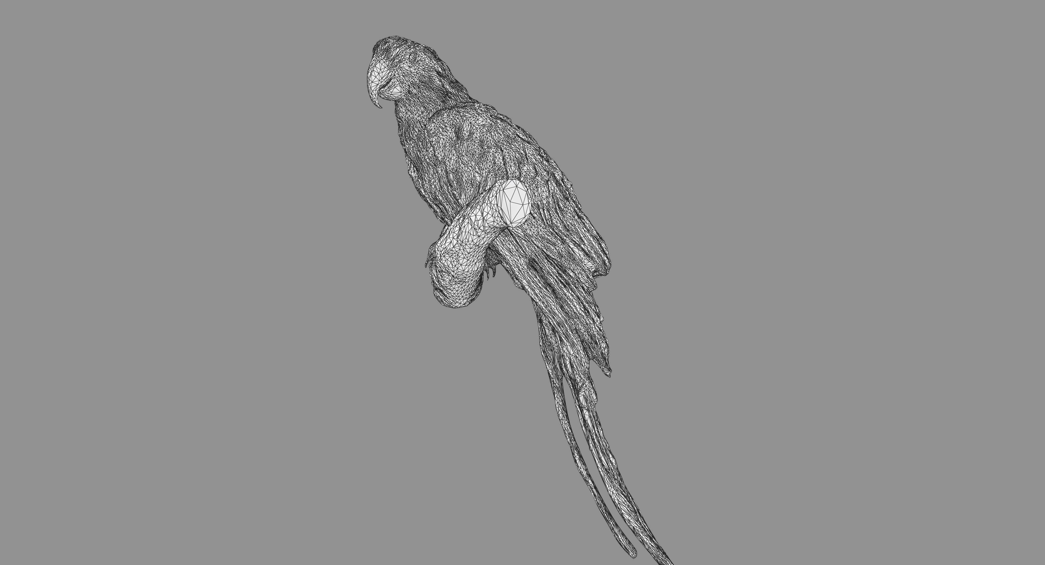 Ara Macaw Low-poly 3D model_119