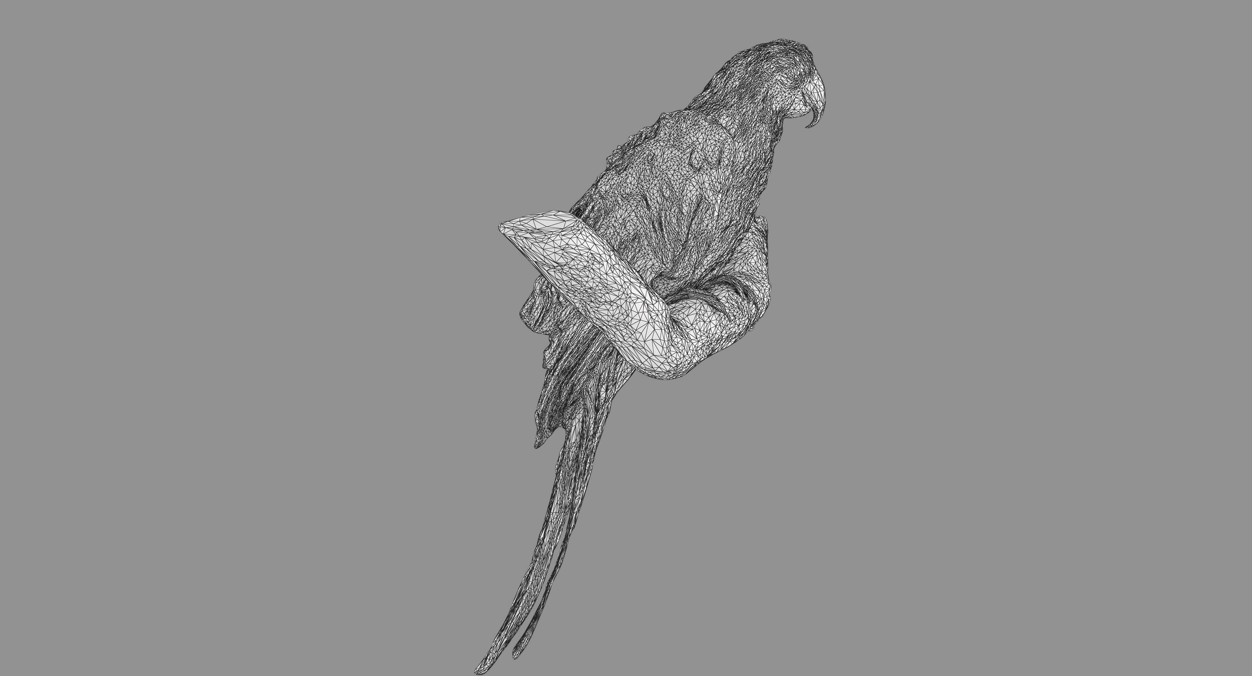 Ara Macaw Low-poly 3D model_93