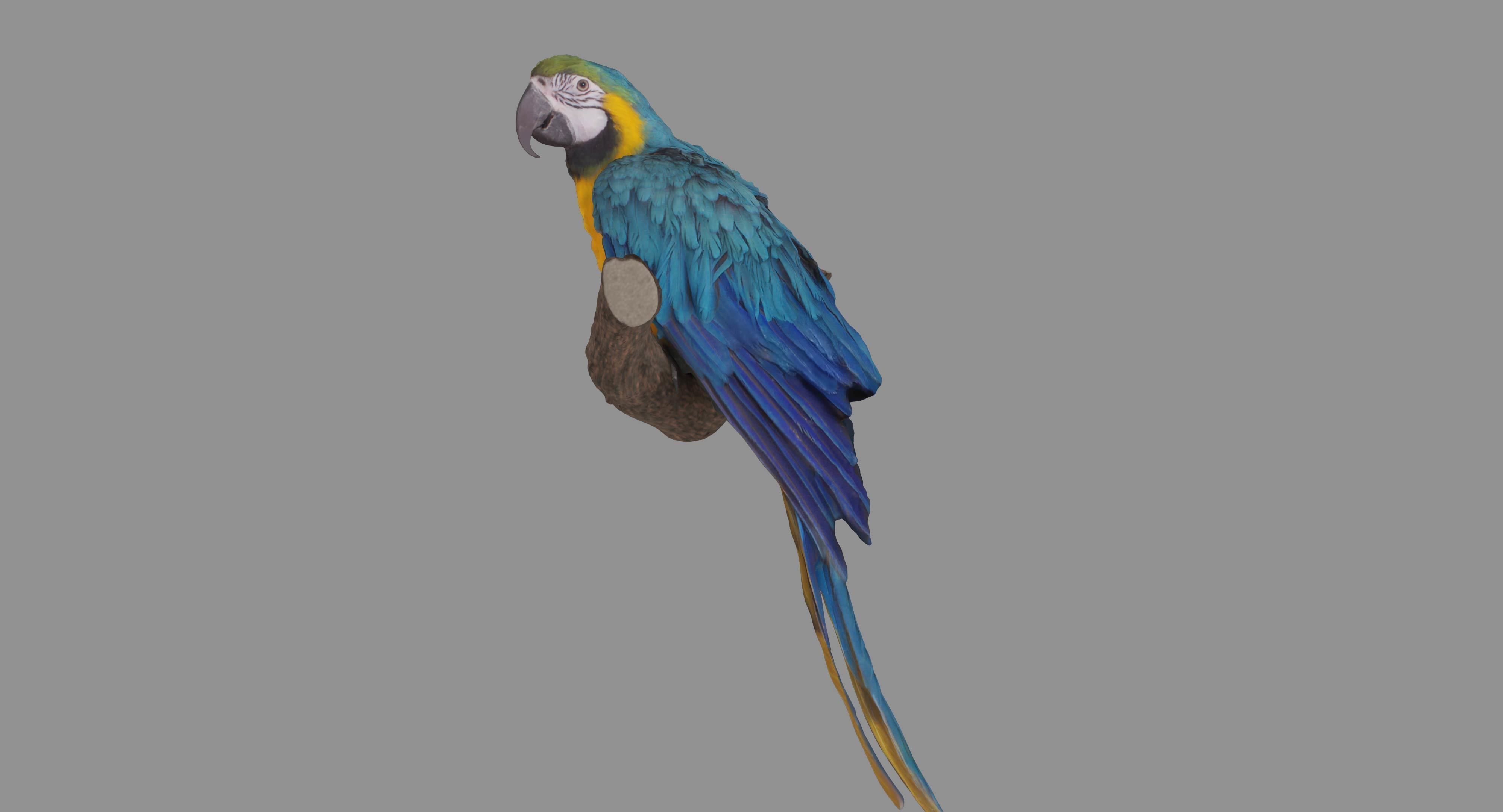 Ara Macaw Low-poly 3D model_116