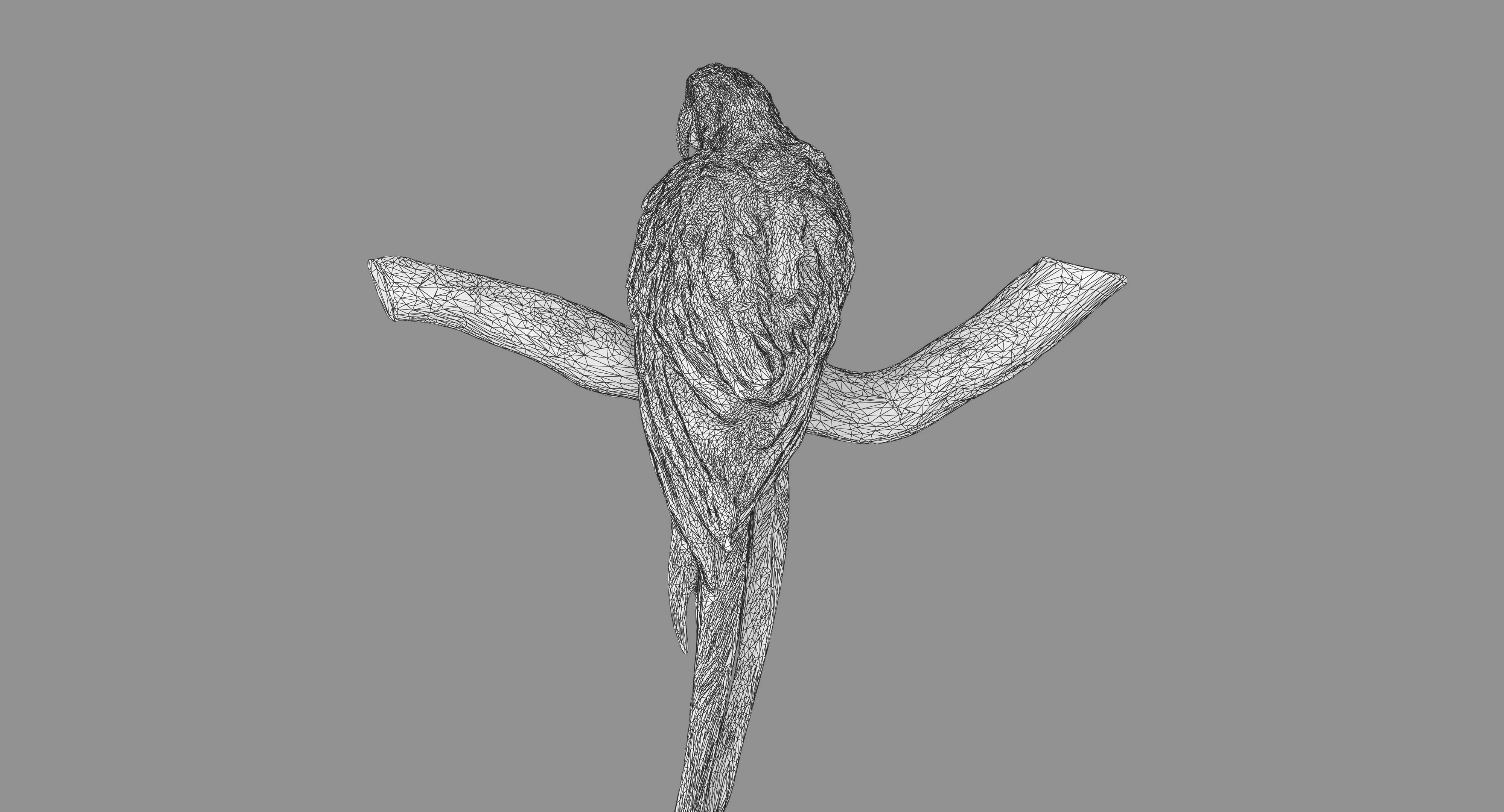 Ara Macaw Low-poly 3D model_107