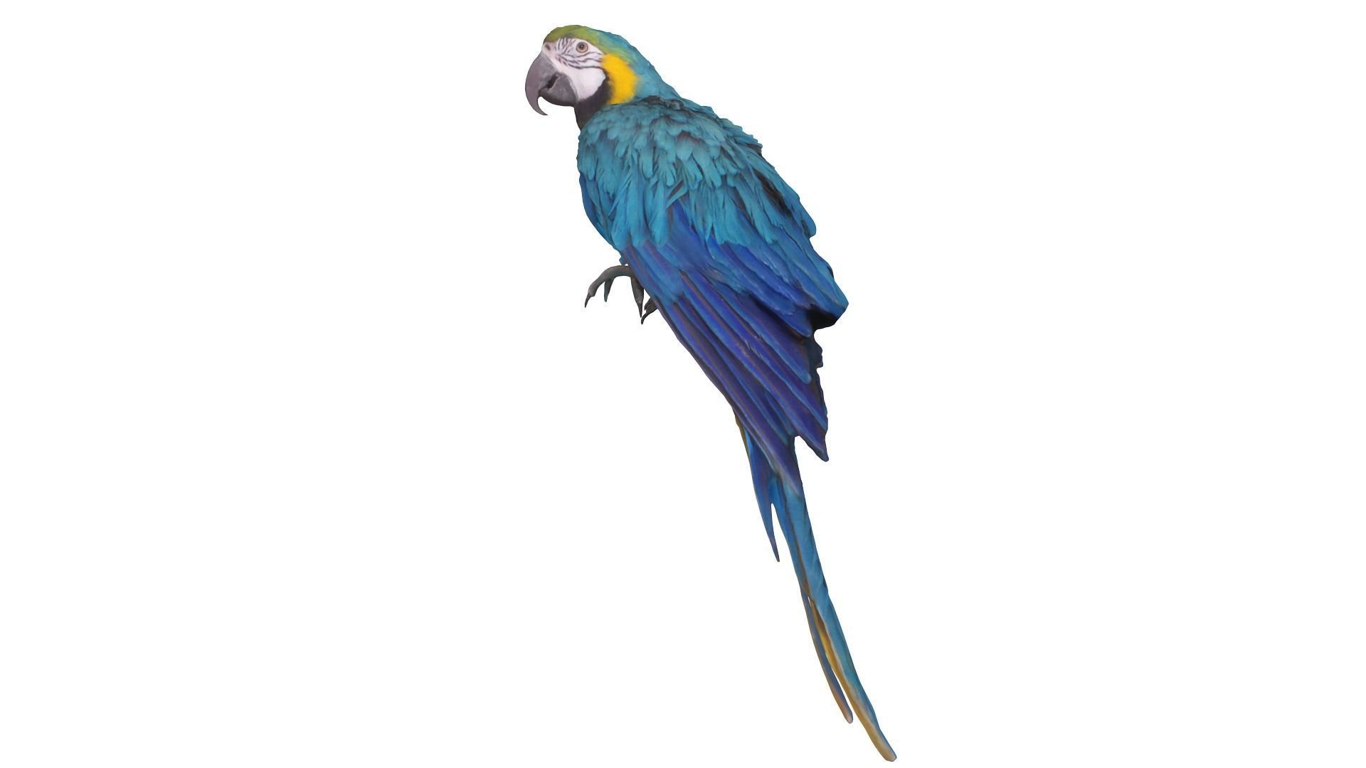 Ara Macaw Low-poly 3D model_2