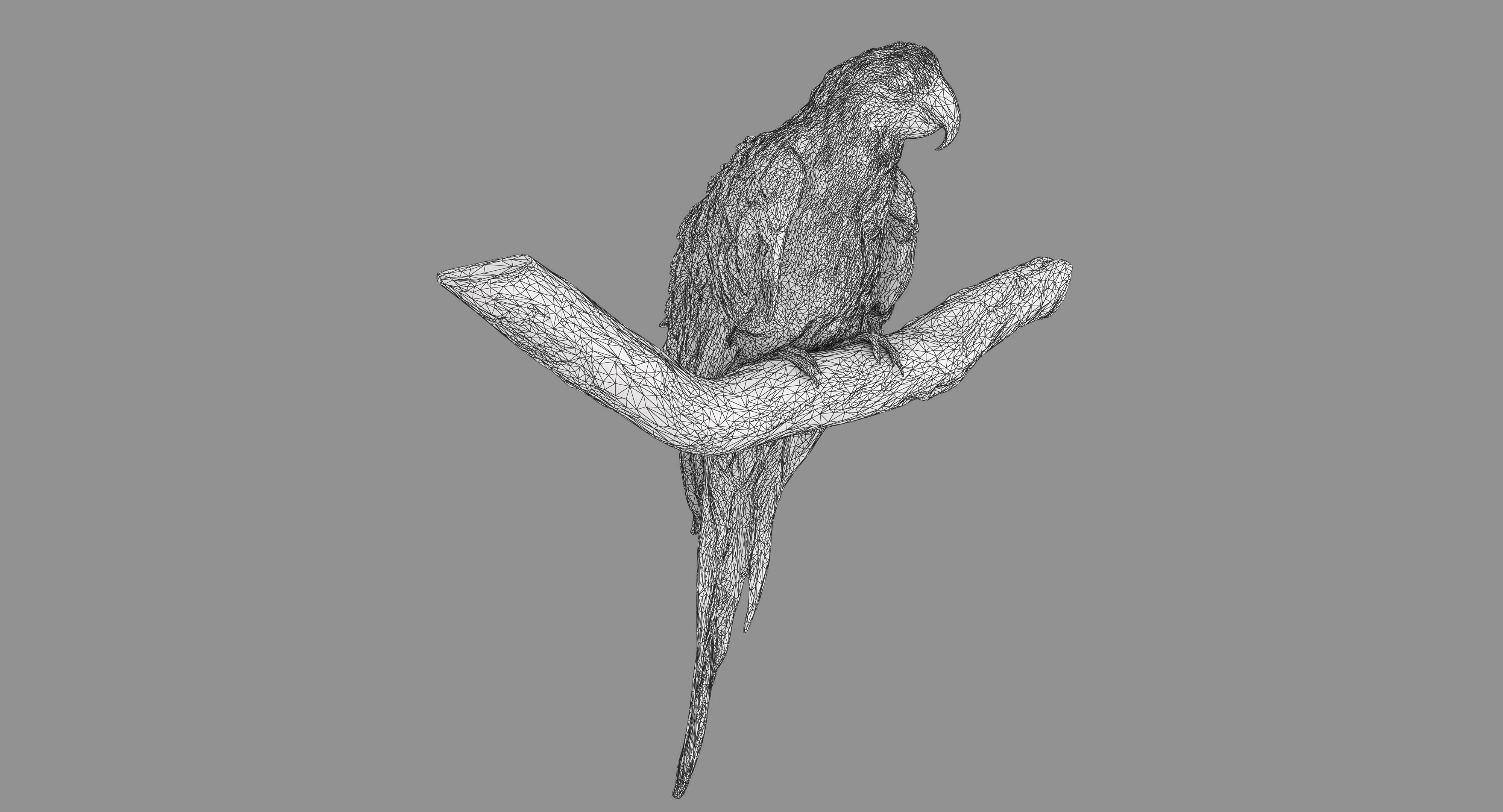 Ara Macaw Low-poly 3D model_89