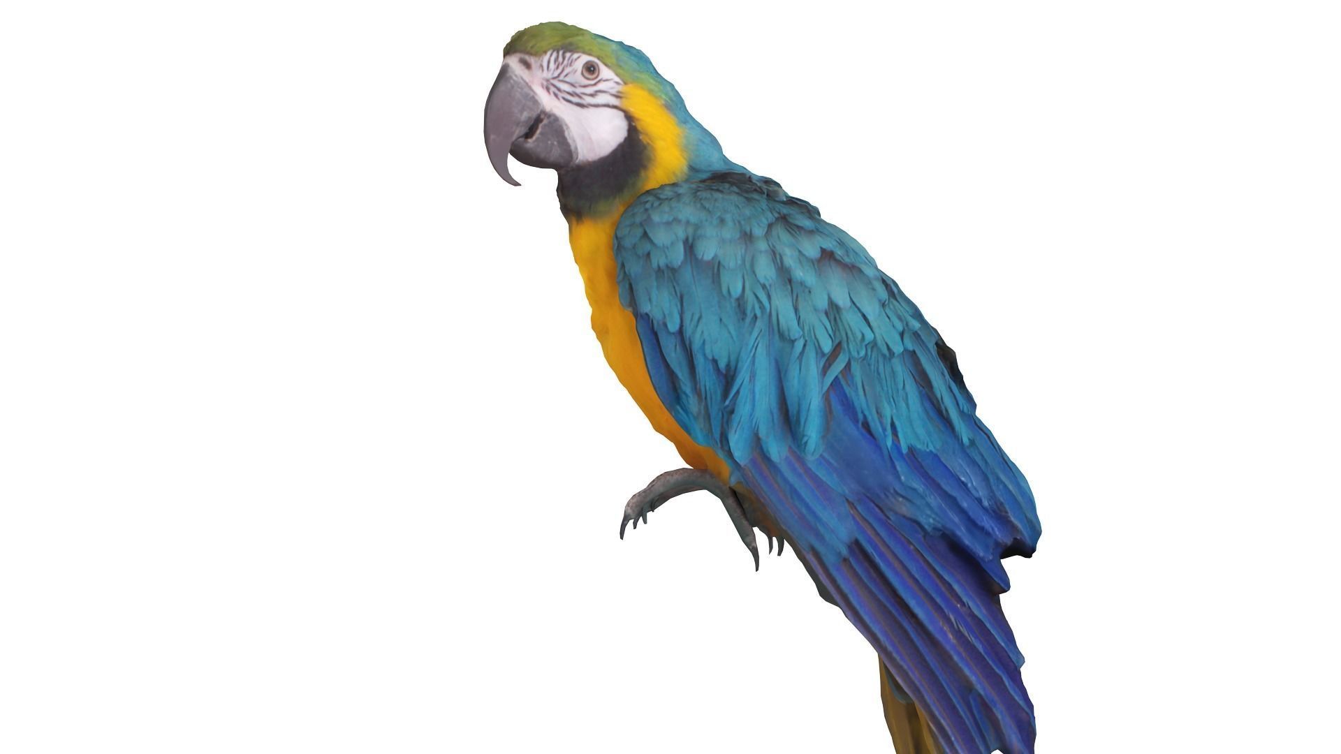 Ara Macaw Low-poly 3D model_3
