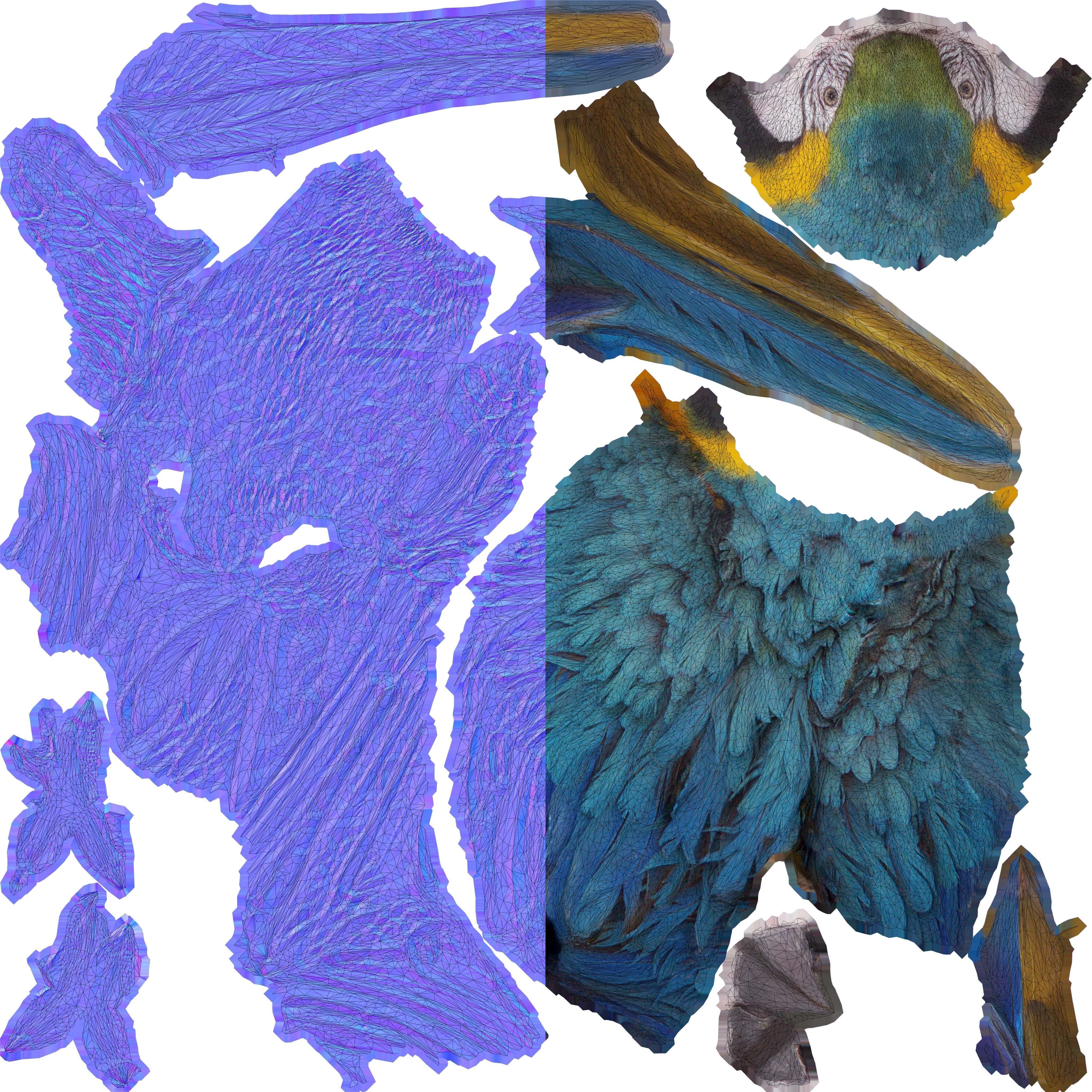 Ara Macaw Low-poly 3D model_5