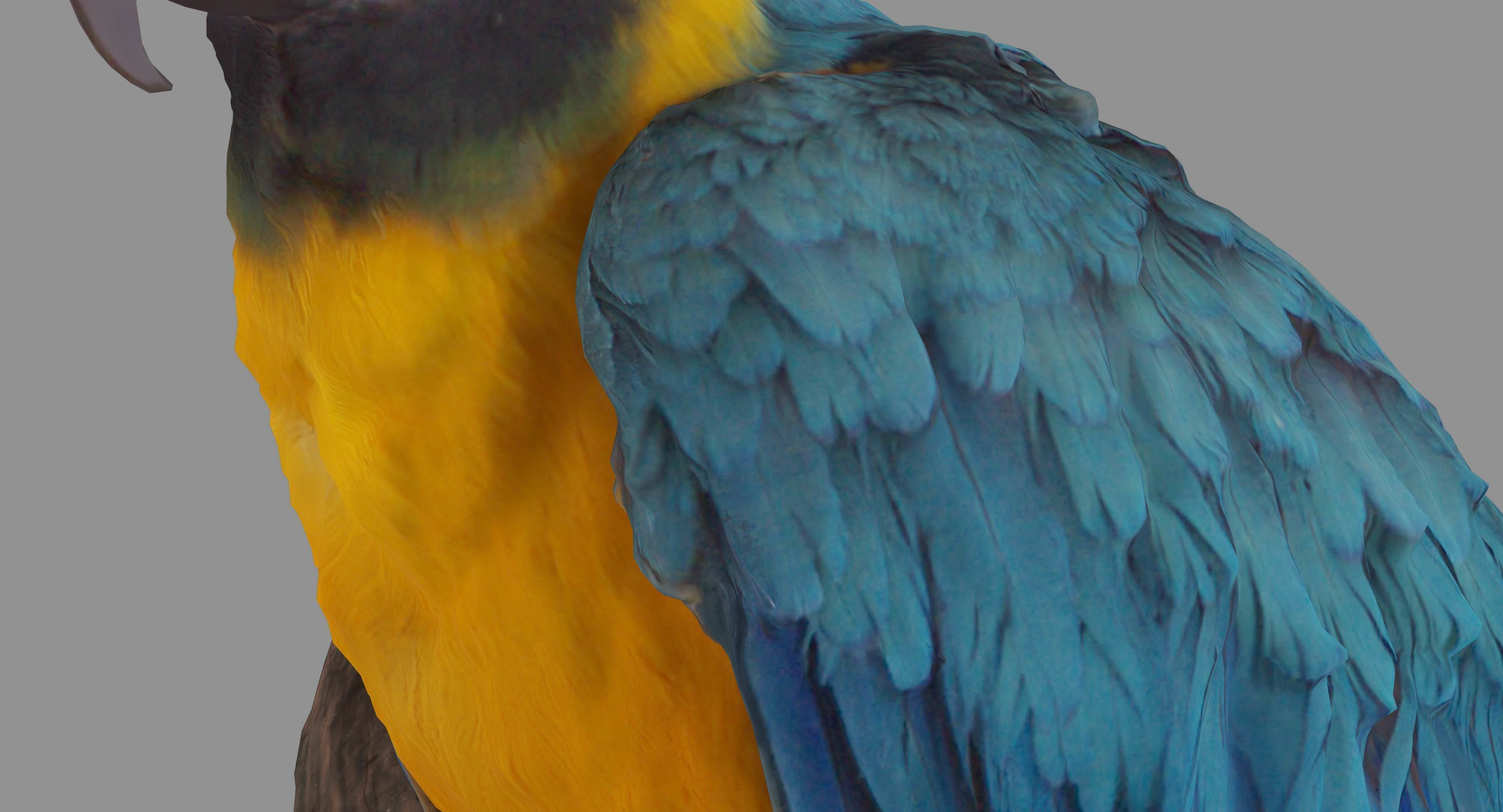 Ara Macaw Low-poly 3D model_68
