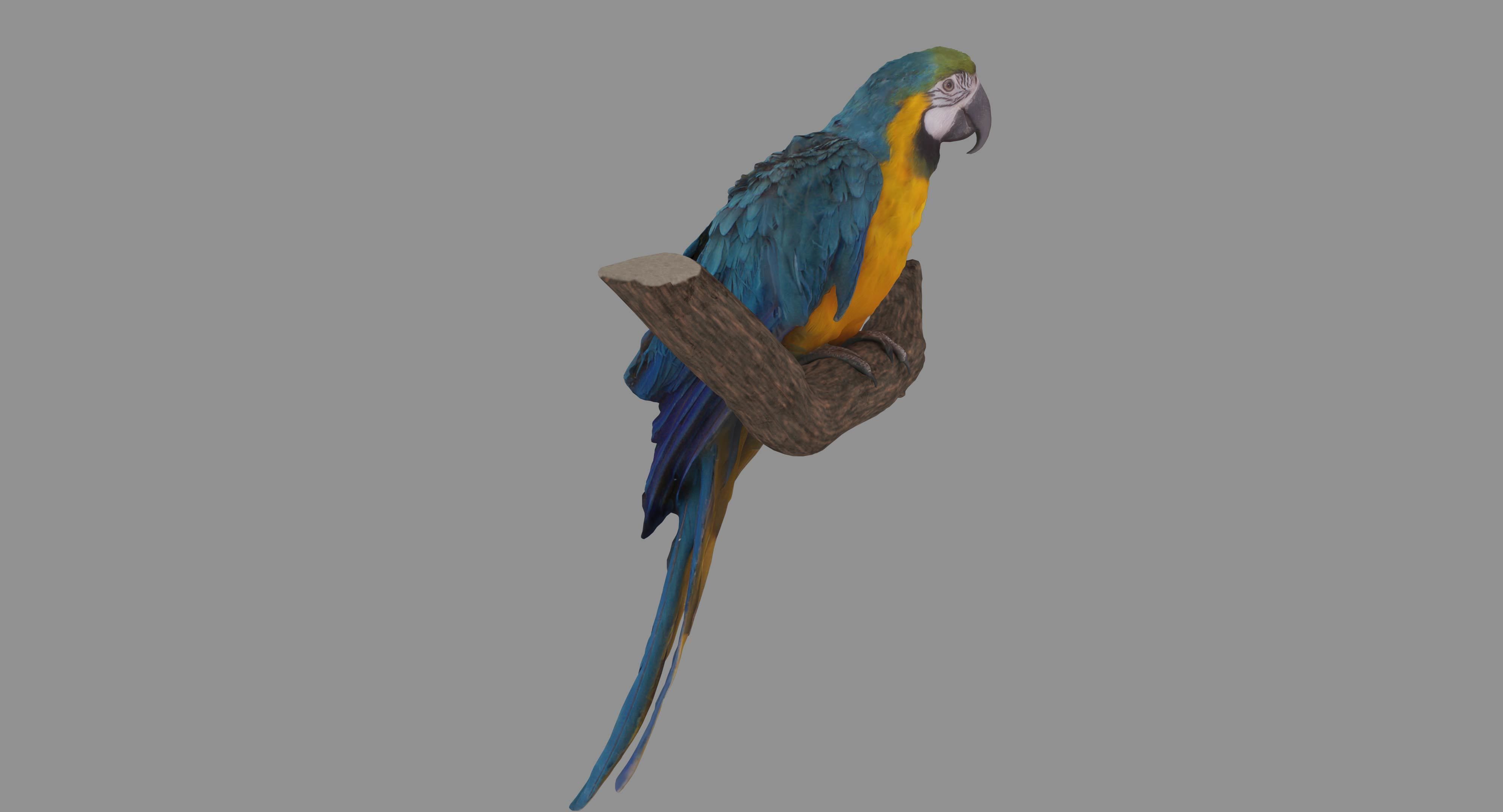 Ara Macaw Low-poly 3D model_92