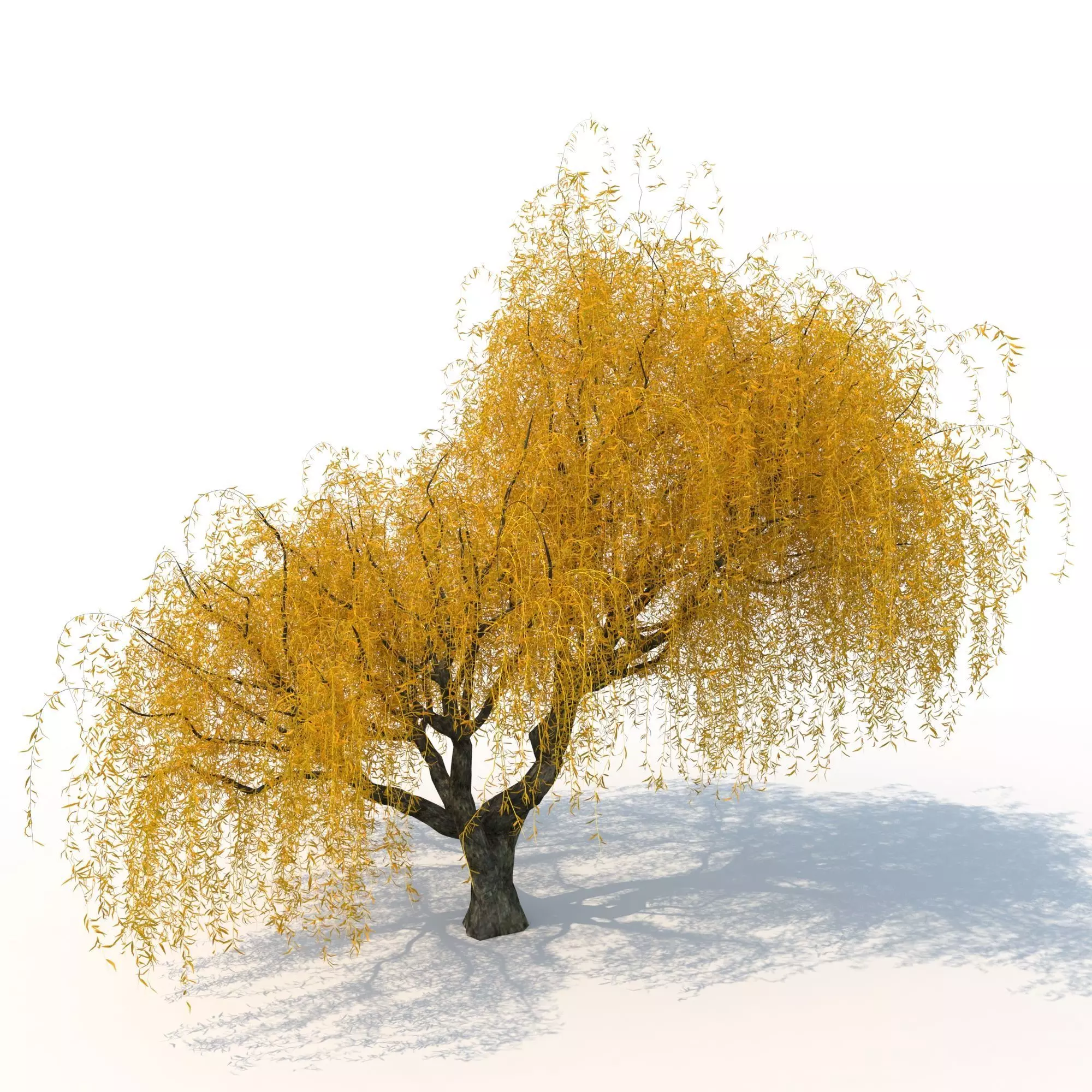 willow fall tree 3D model_0