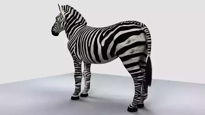Zebra