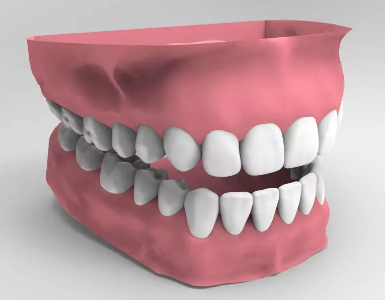 Human Jaw 3D model