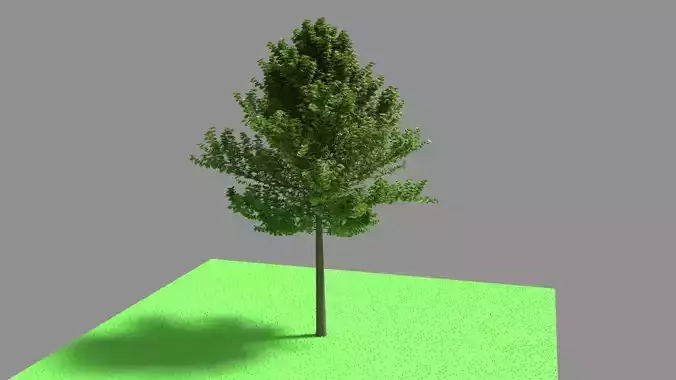 Tree Plant