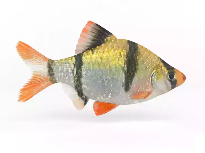 Tiger Barb Fish 3D model