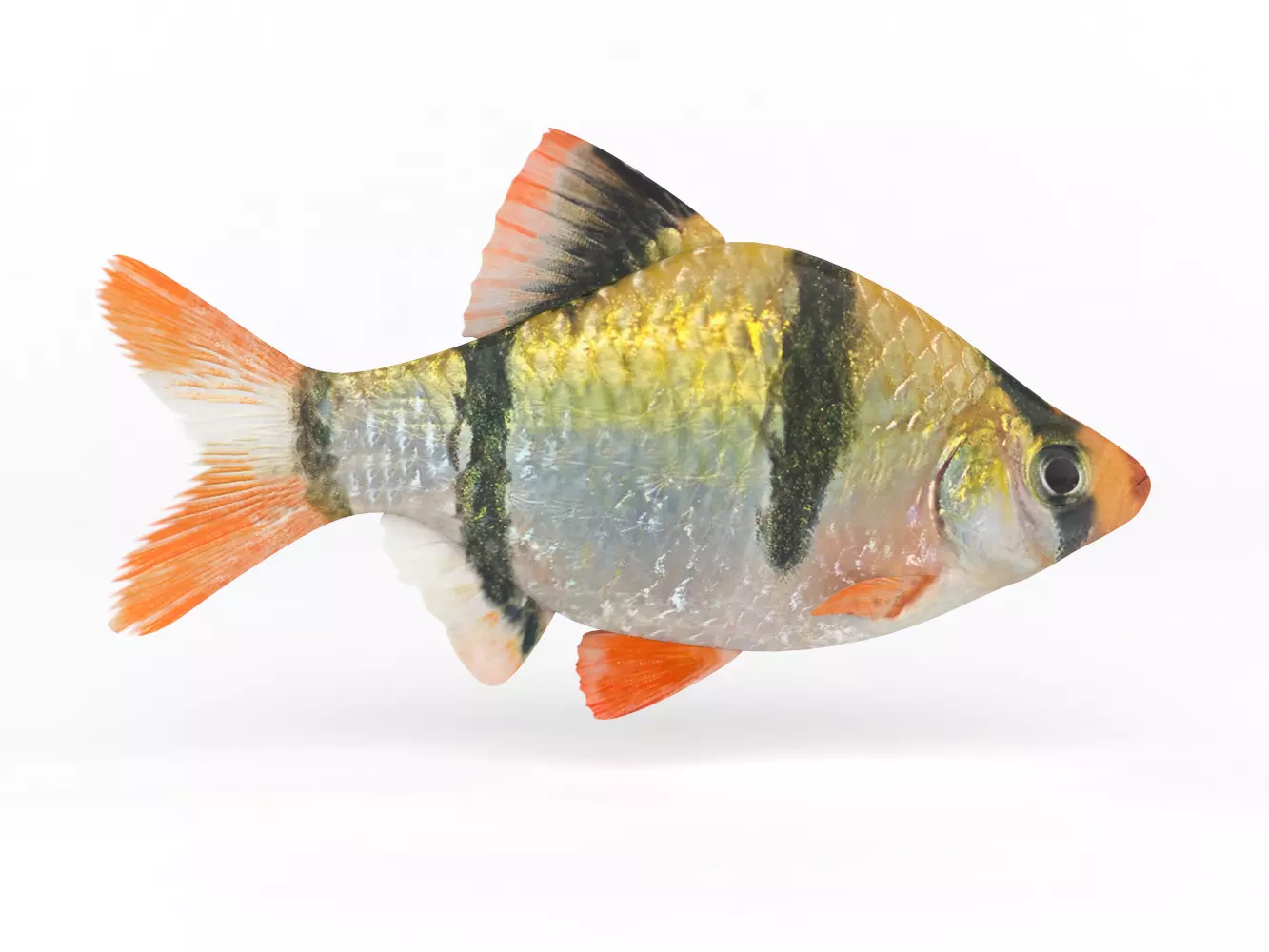 Tiger Barb Fish 3D model_0
