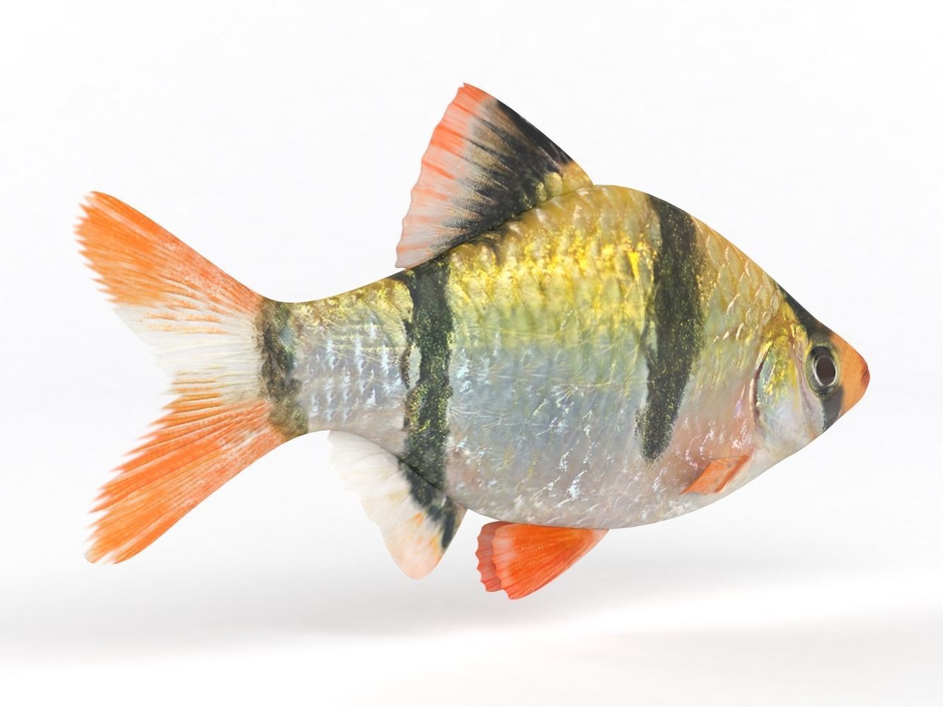 Tiger Barb Fish 3D model_3