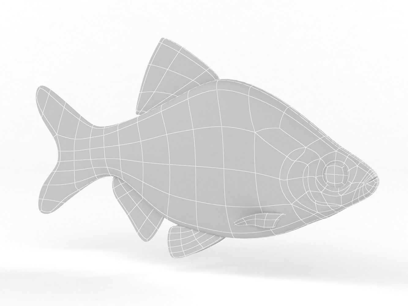 Tiger Barb Fish 3D model_7