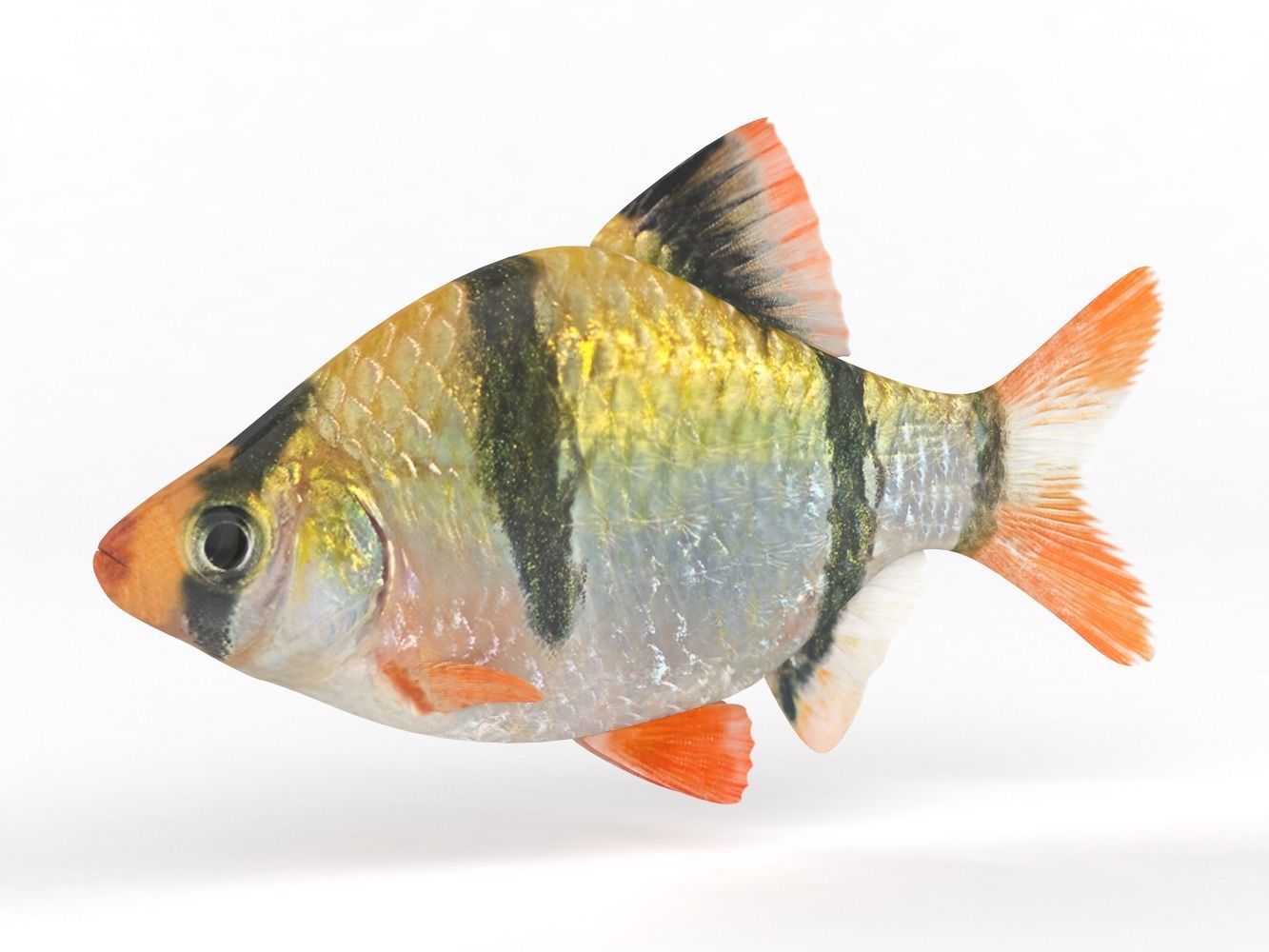Tiger Barb Fish 3D model_1