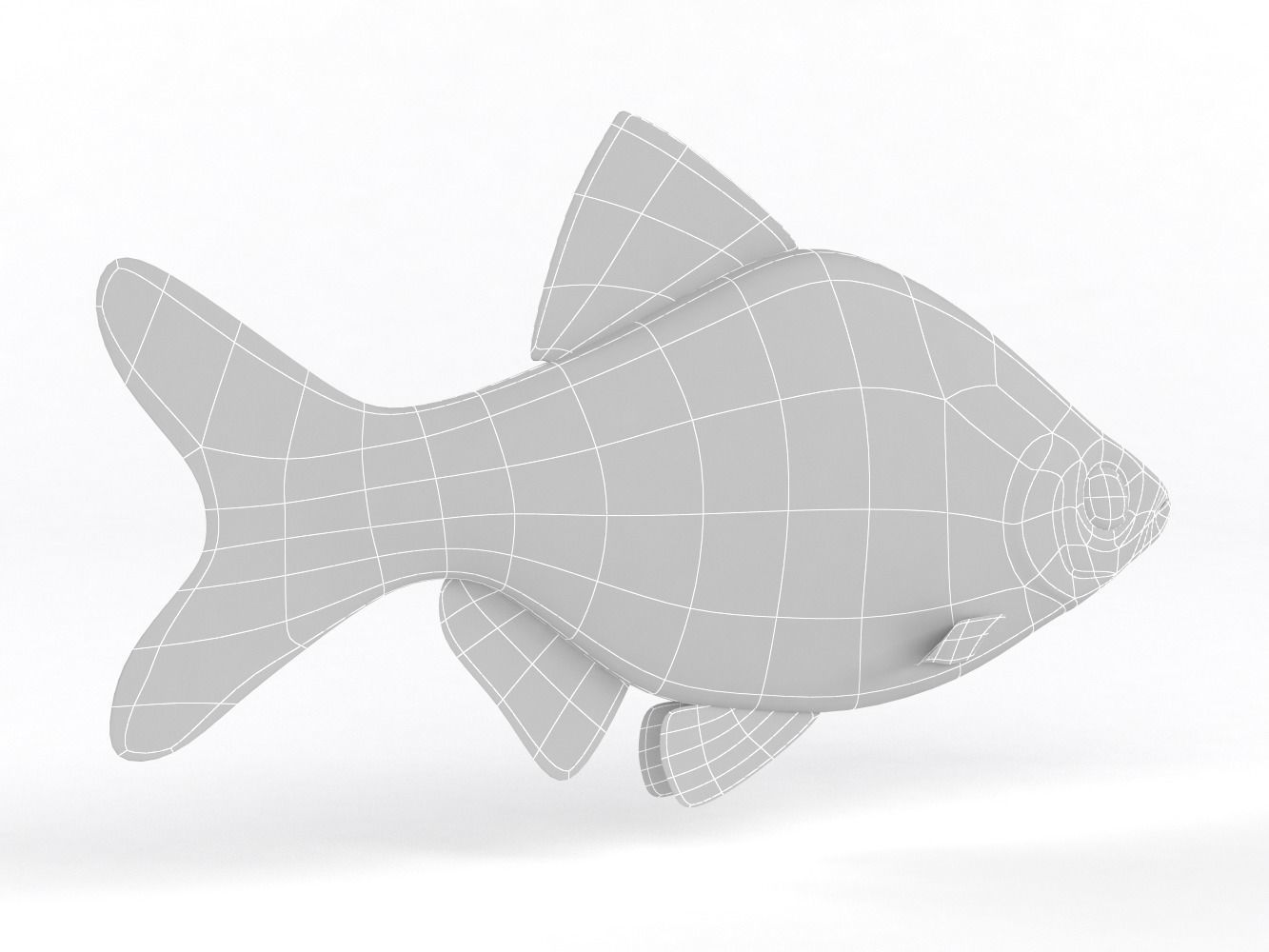 Tiger Barb Fish 3D model_8