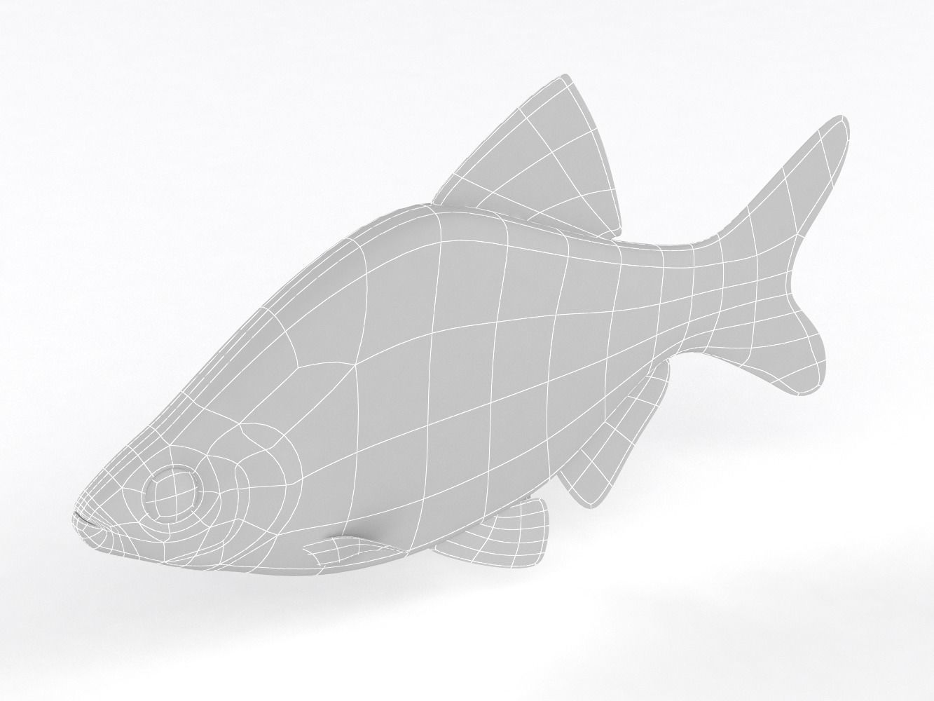 Tiger Barb Fish 3D model_9
