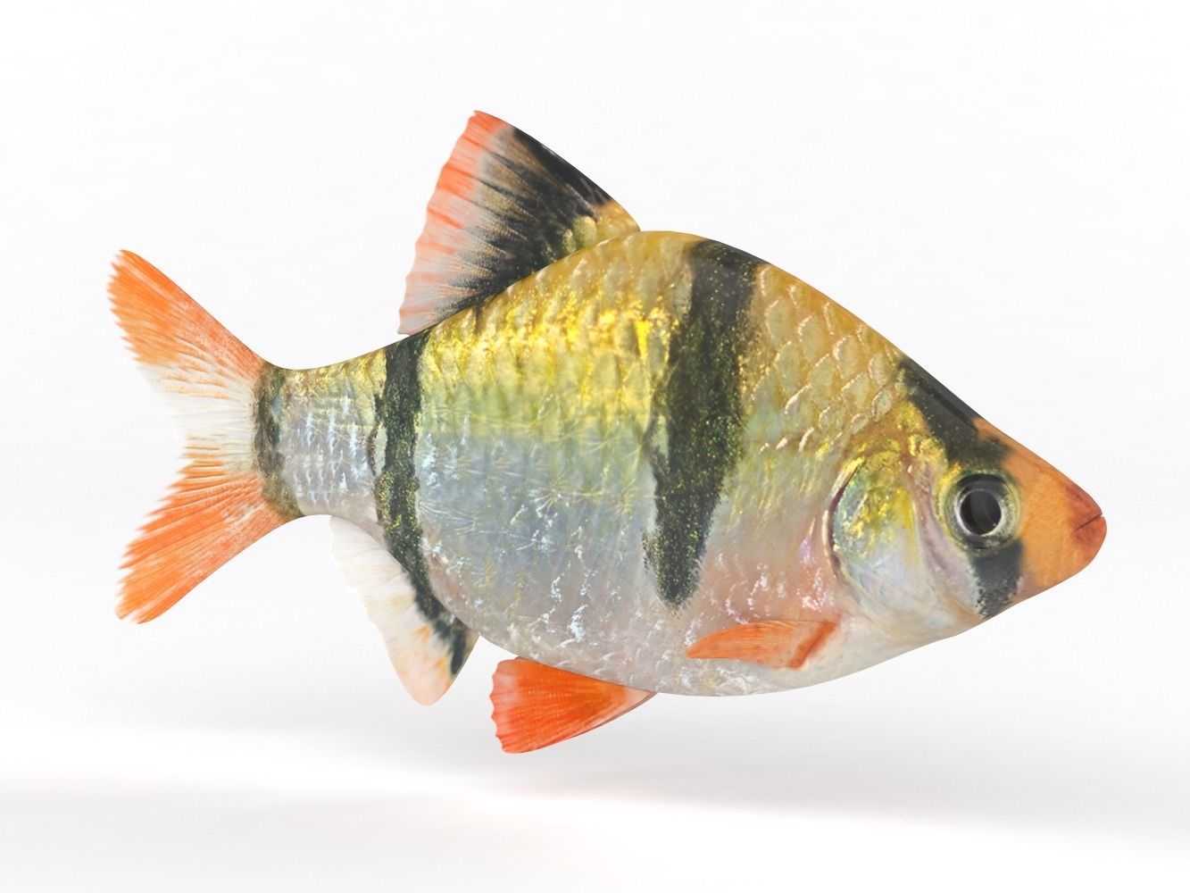 Tiger Barb Fish 3D model_2