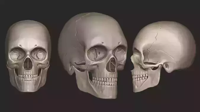 Human Skull High Poly 3D model