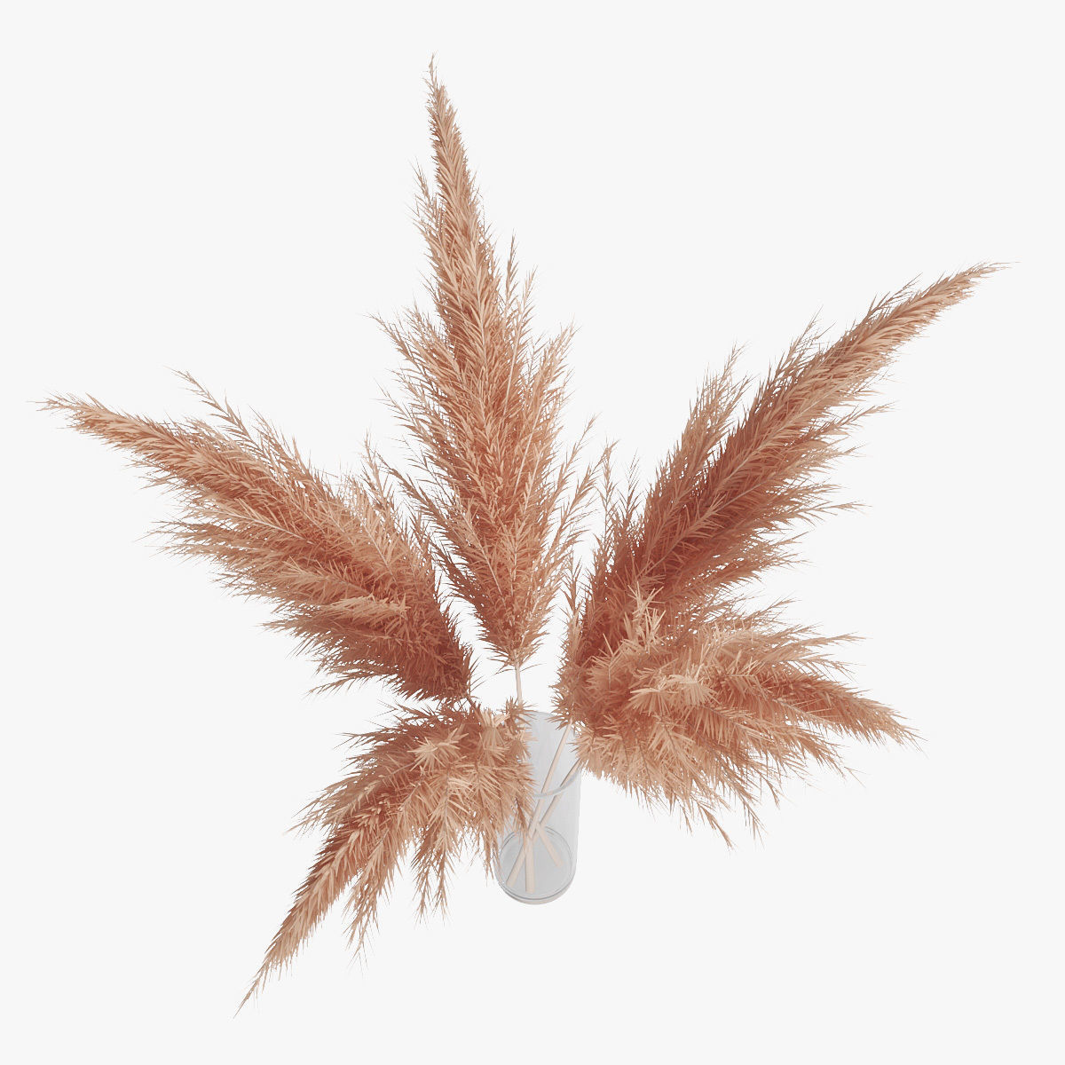Pampas grass 02 3D model_8