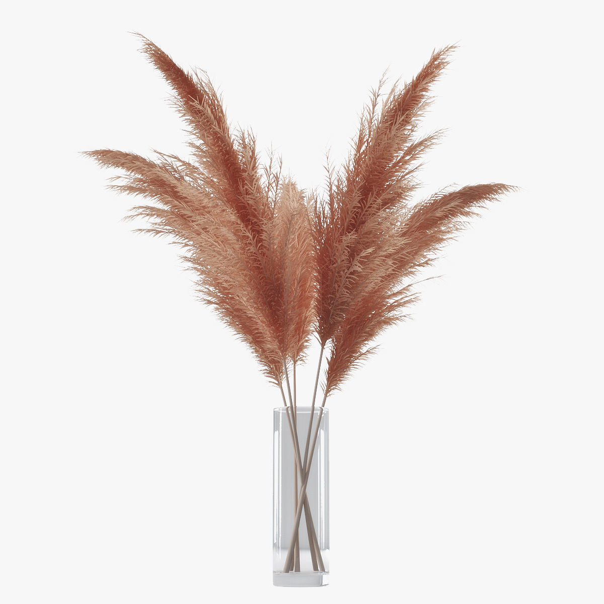 Pampas grass 02 3D model_5