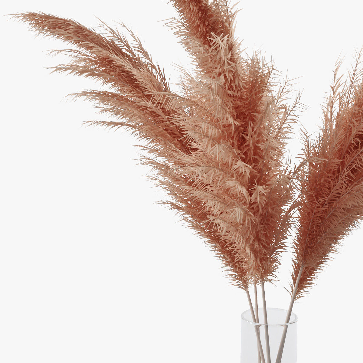 Pampas grass 02 3D model_12