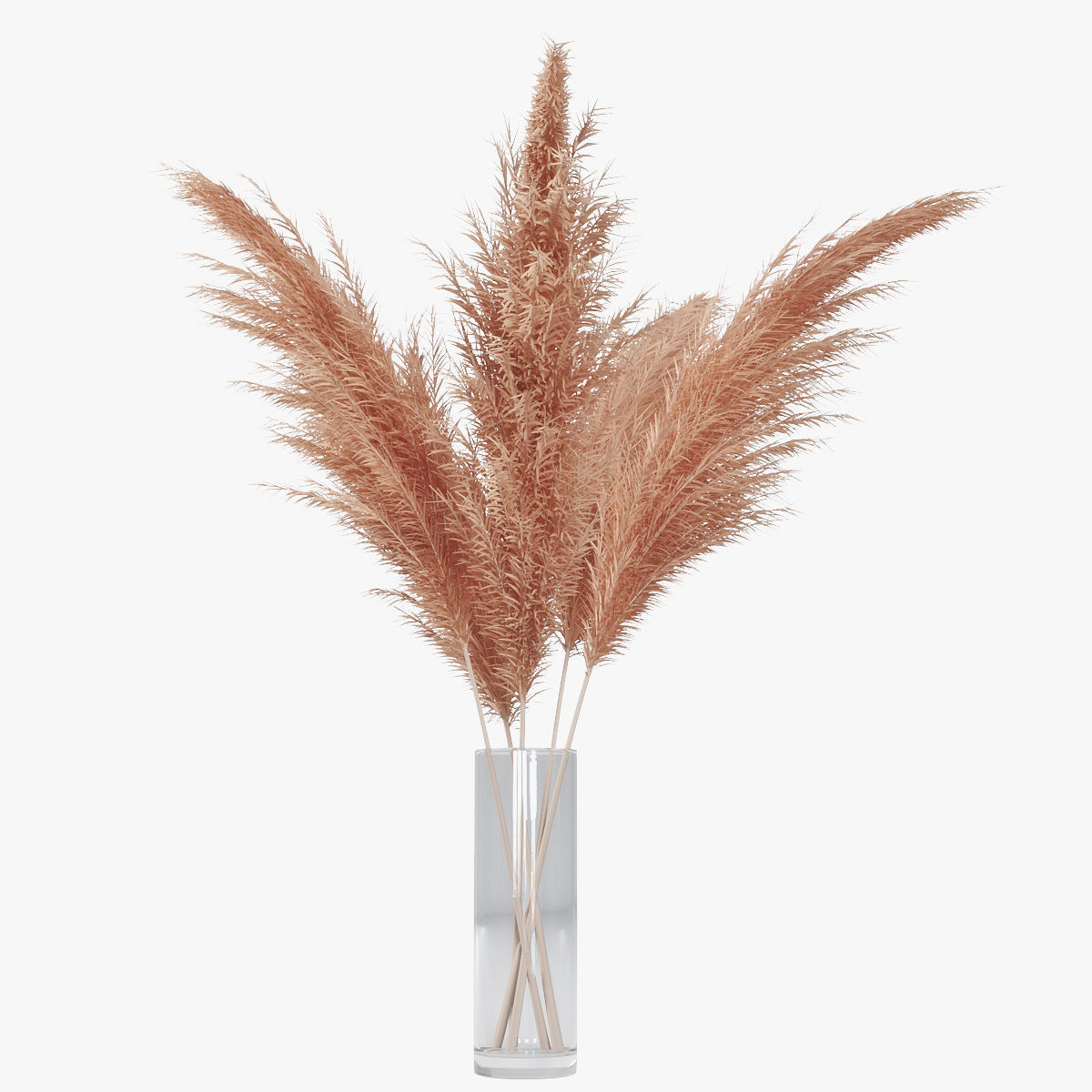Pampas grass 02 3D model_11