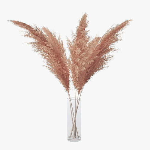 Pampas grass 02 3D model