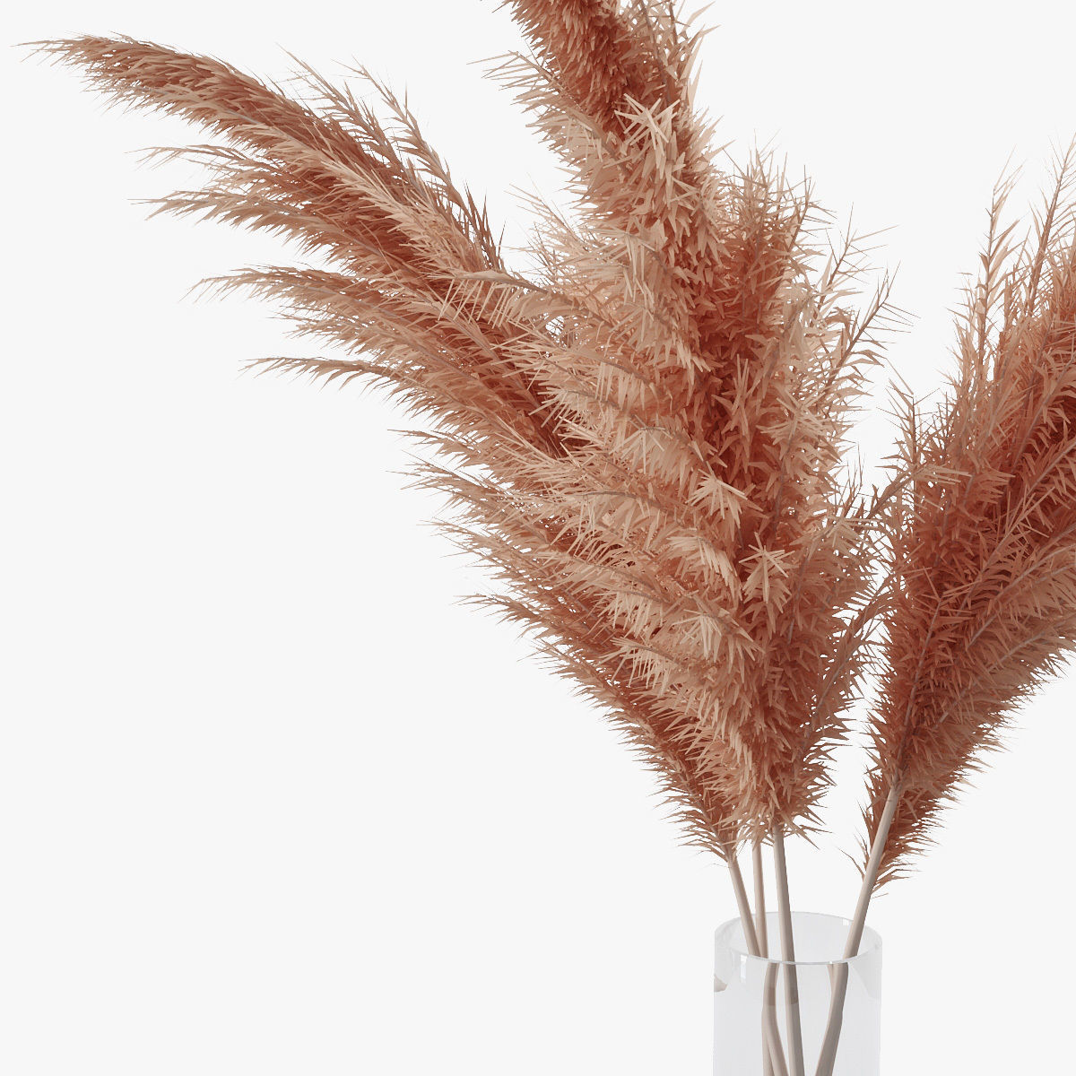 Pampas grass 02 3D model_14