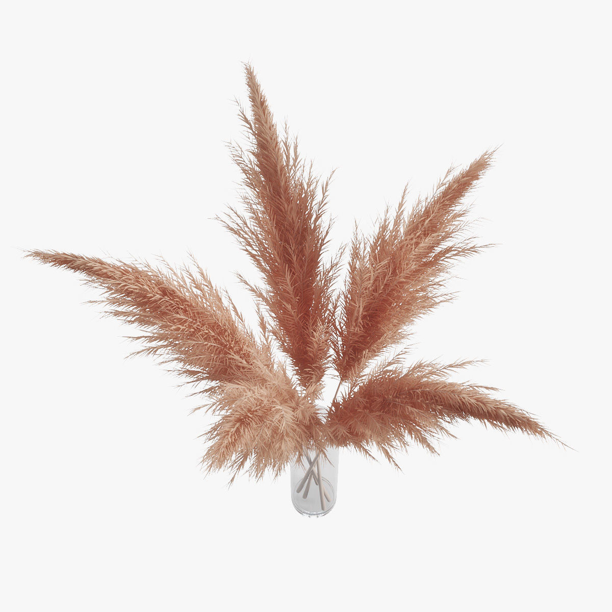 Pampas grass 02 3D model_6