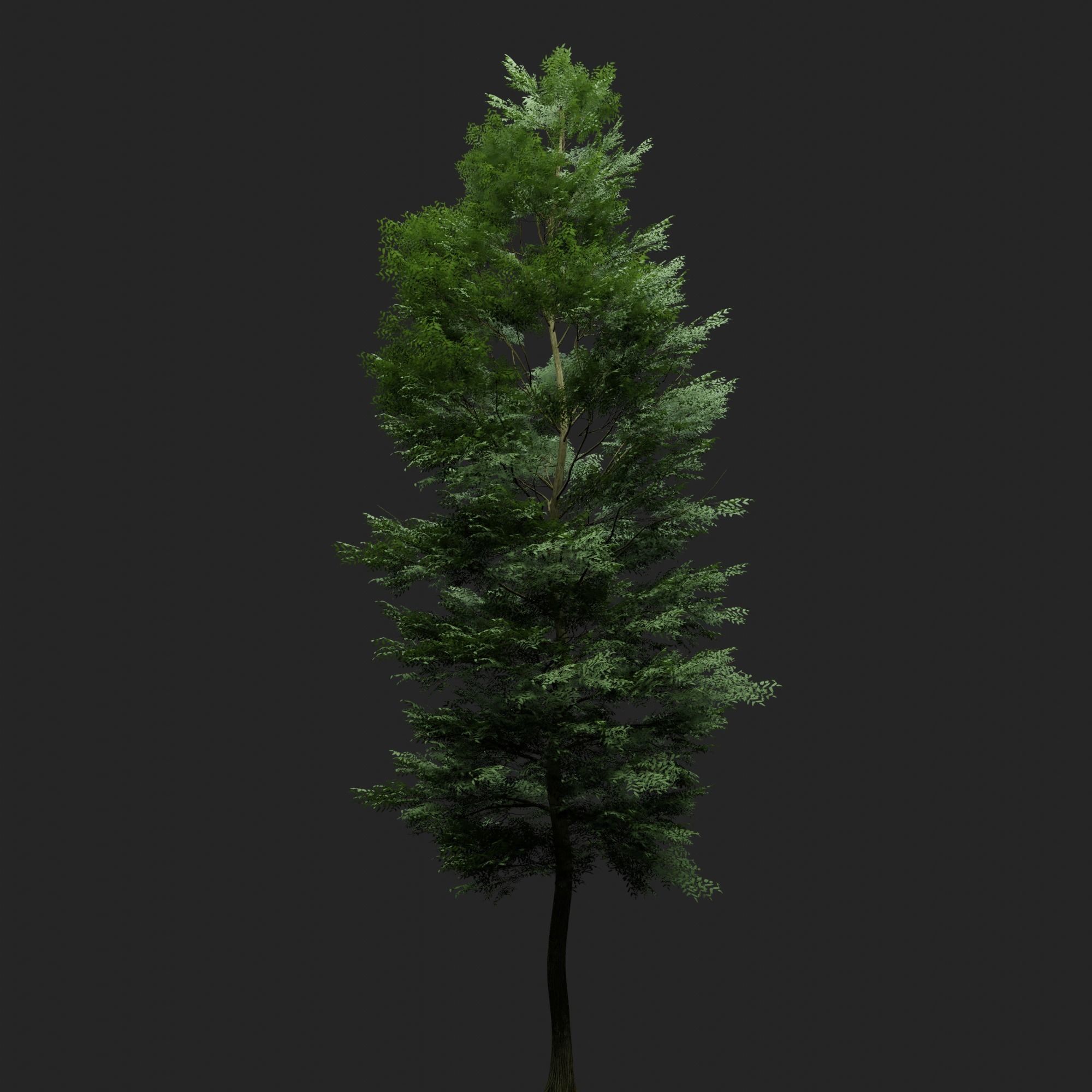 Tree Realistic  3D model_1