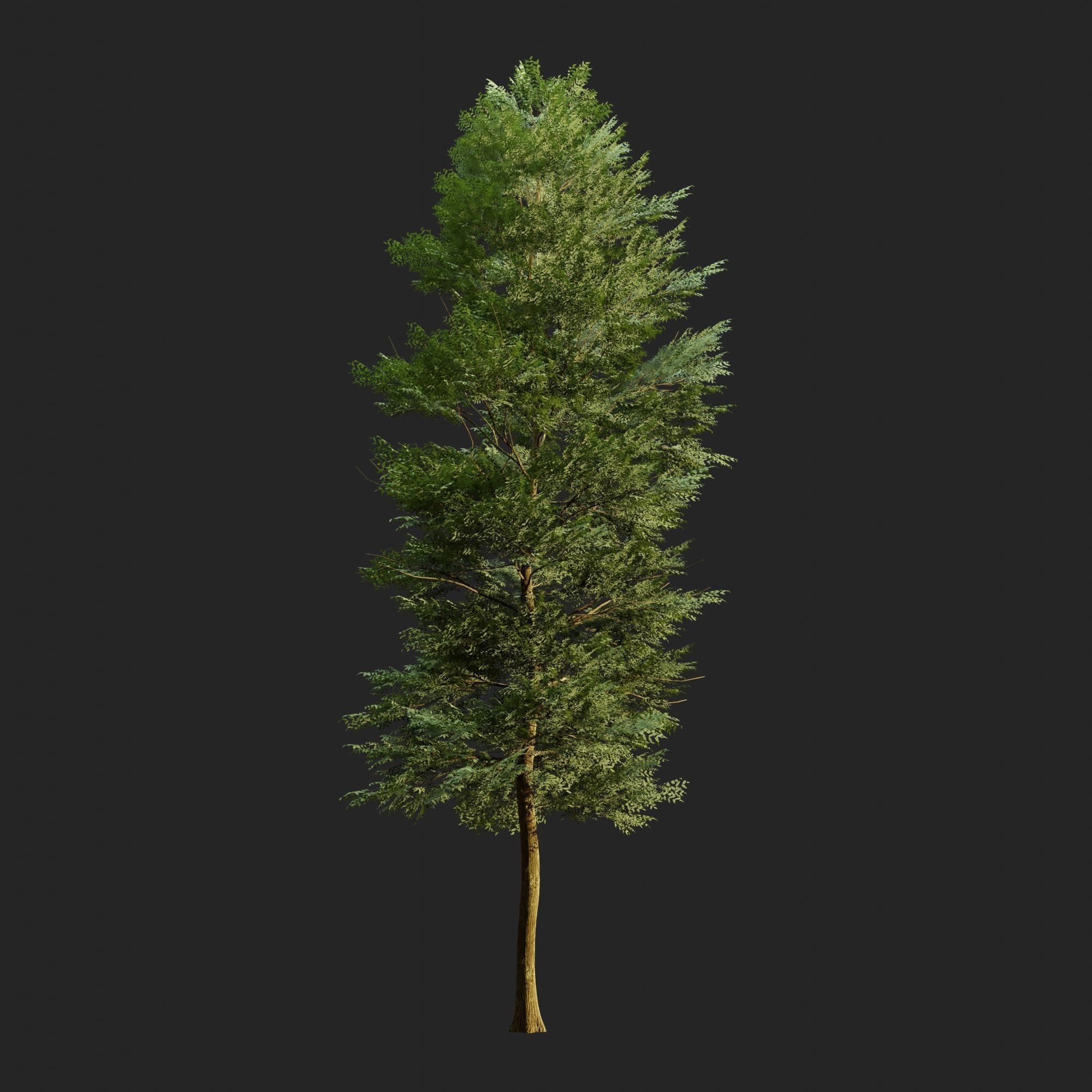 Tree Realistic  3D model_2
