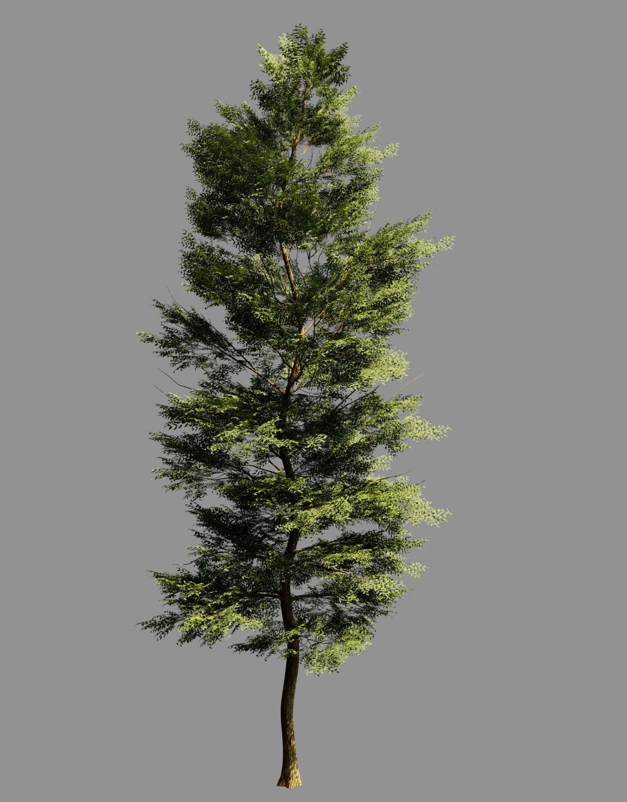 Tree Realistic  3D model_3